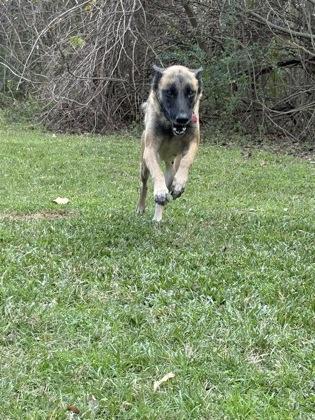 Enlarge Athena (158616) (In a foster home), a ADOPTABLE German Shepherd Dog in Baton Rouge, LA image 3/3