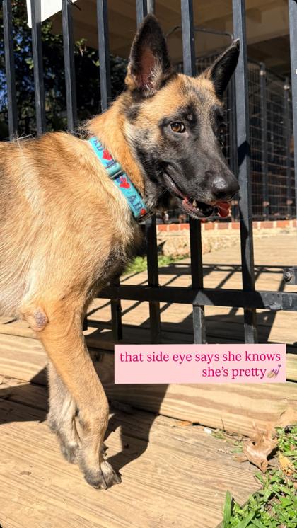 Enlarge Athena (158616) (In a foster home), a ADOPTABLE German Shepherd Dog in Baton Rouge, LA image 2/3