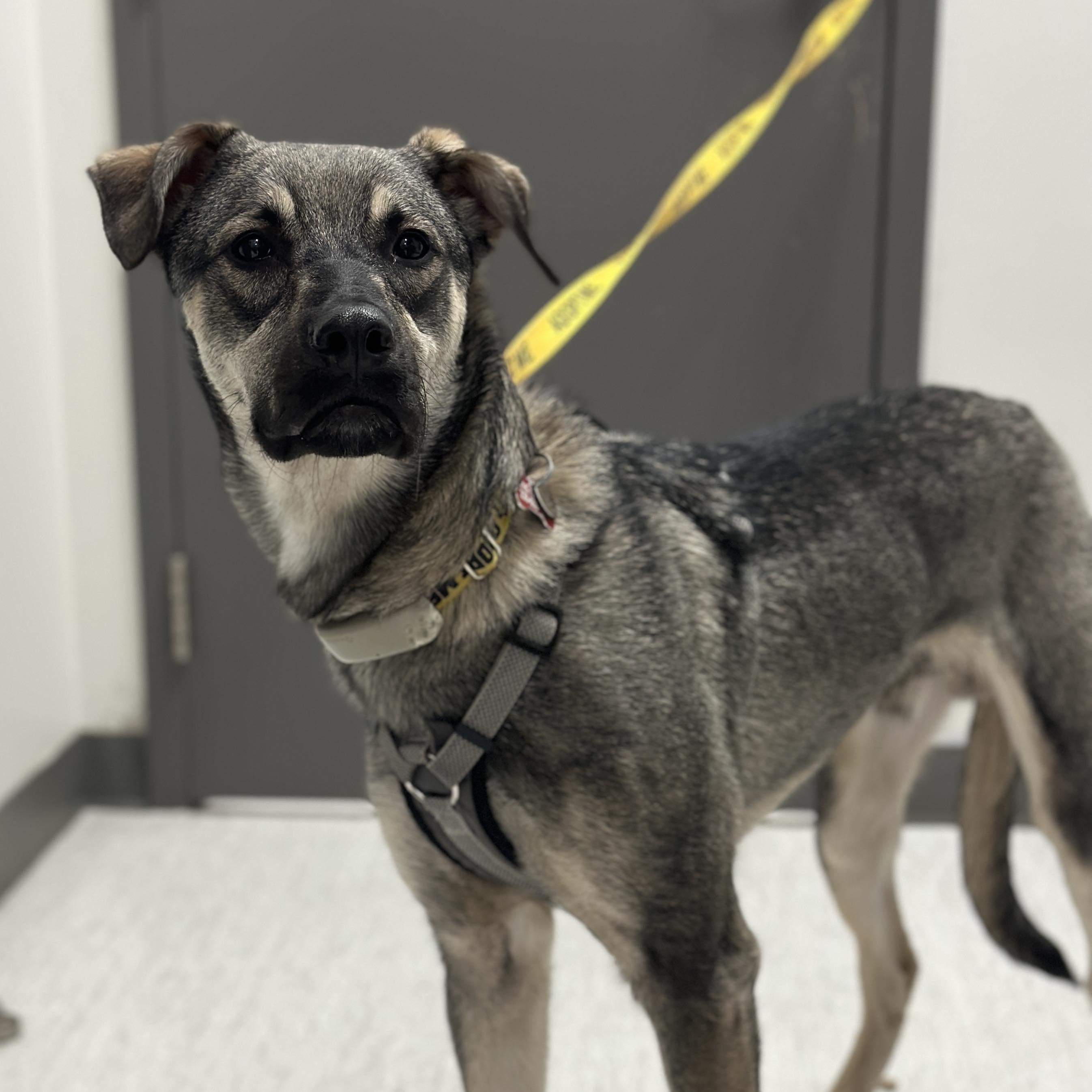 Enlarge Mavi, a Adoptable mixed breed in Mississauga, ON image 3/6