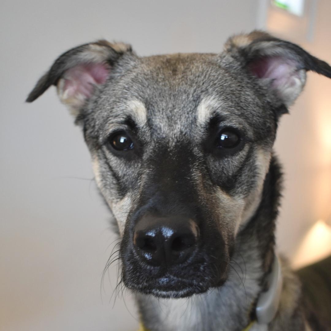 Enlarge Mavi, a Adoptable mixed breed in Mississauga, ON image 4/6