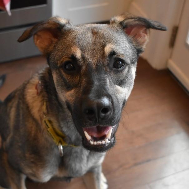 Enlarge Mavi, a Adoptable mixed breed in Mississauga, ON image 6/6