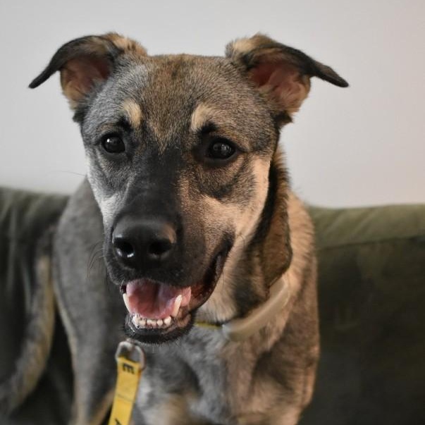 Enlarge Mavi, a Adoptable mixed breed in Mississauga, ON image 5/6