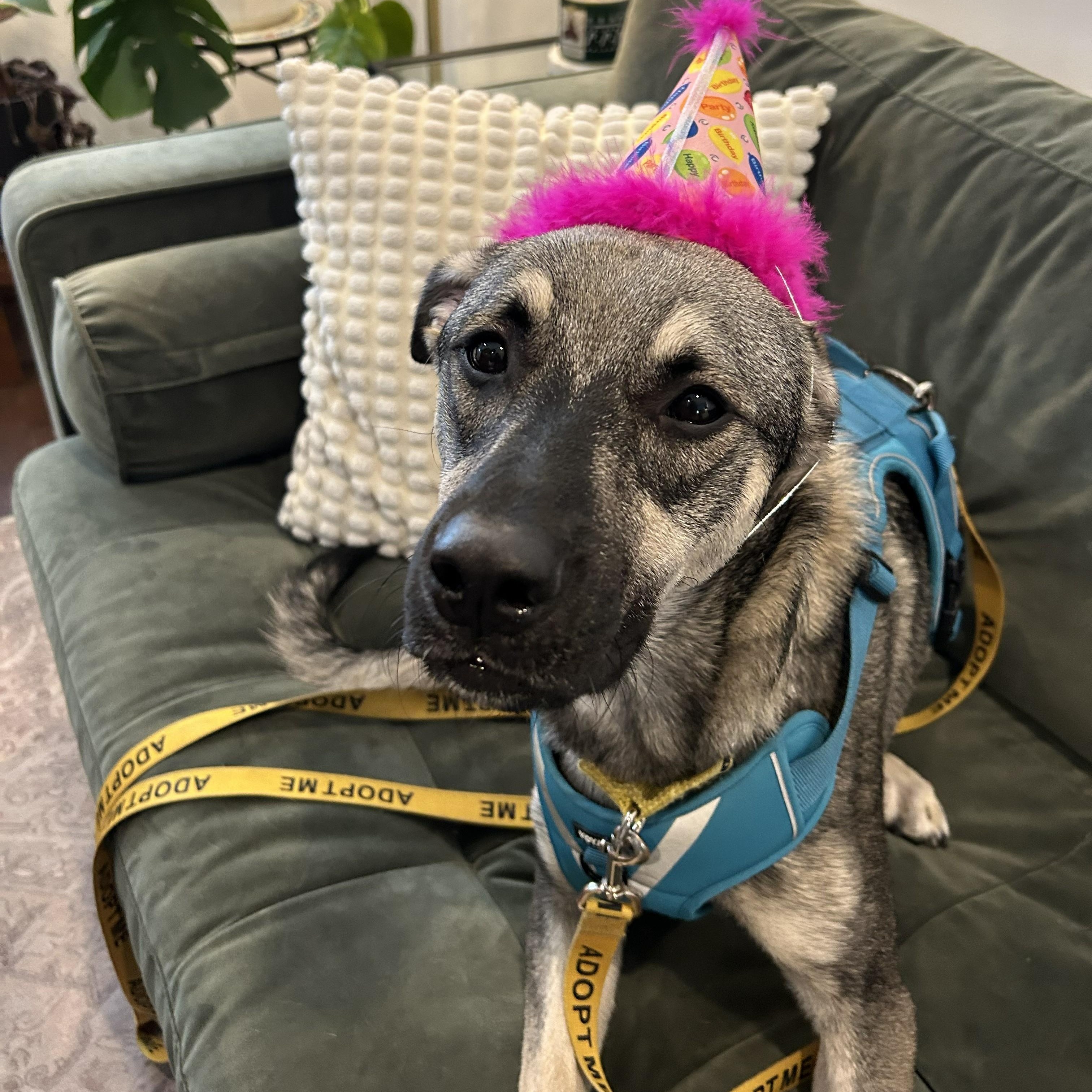 Enlarge Mavi, a Adoptable mixed breed in Mississauga, ON image 2/6