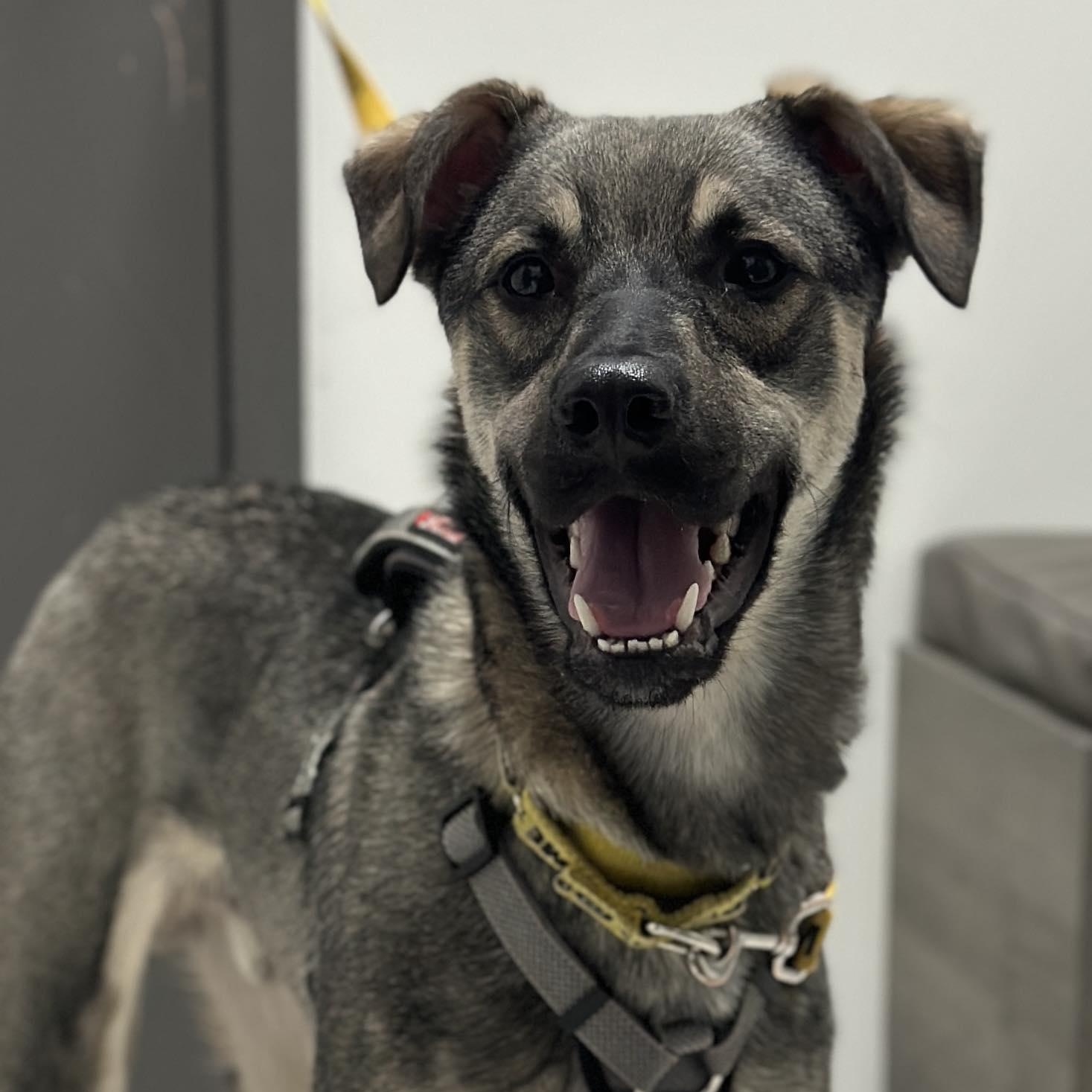 Mavi, Adoptable, Young Male Shepherd & Mixed Breed.
