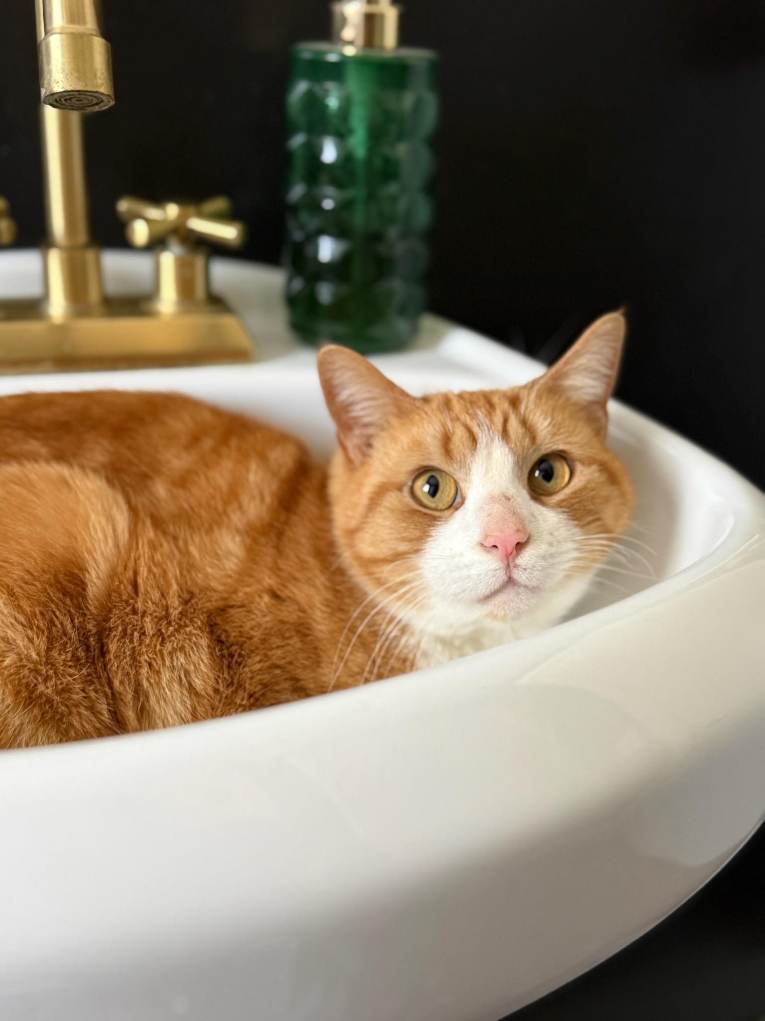 Worm, ADOPTABLE, Adult Male Domestic Short Hair.