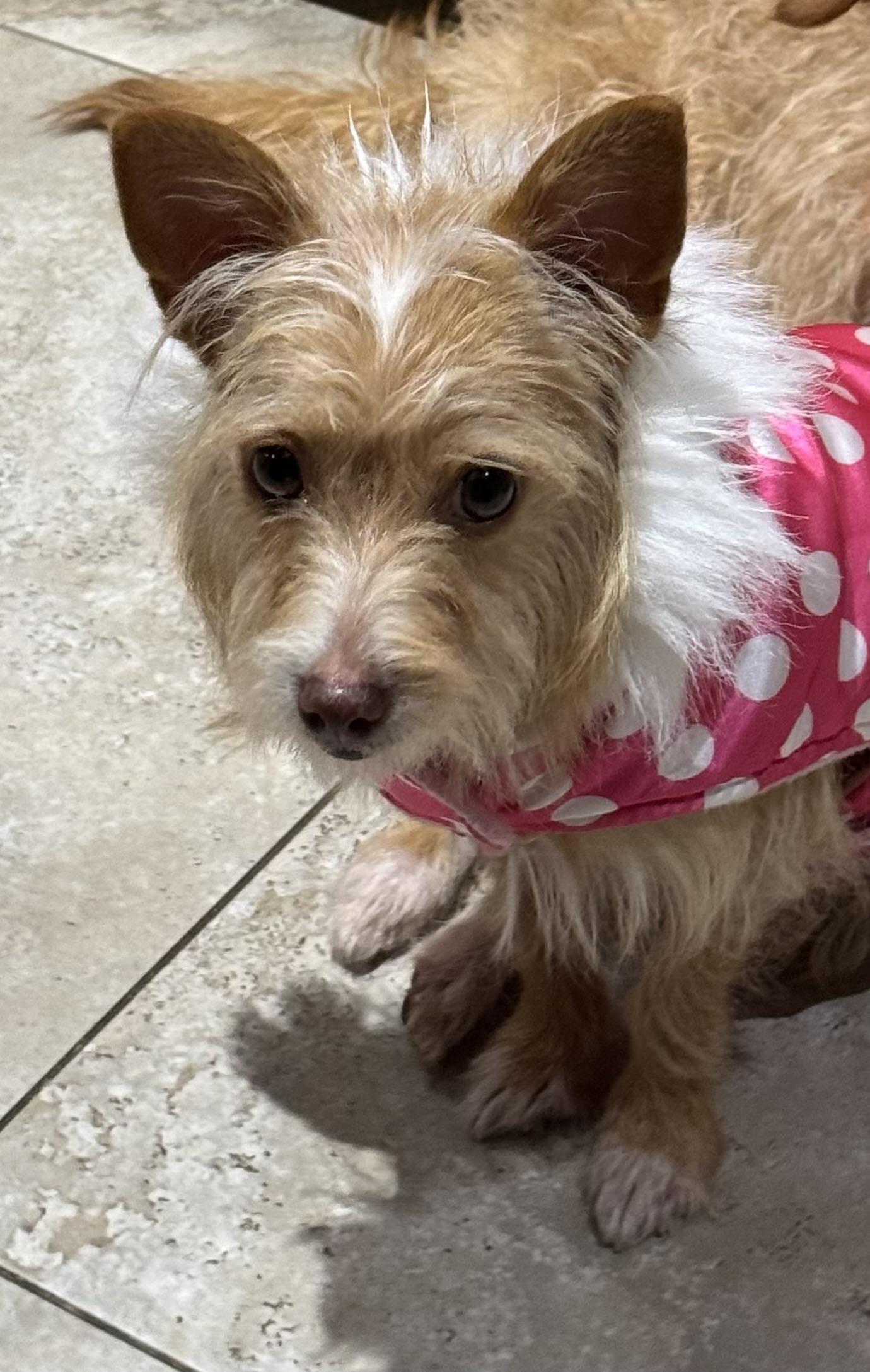 Buttercup, a ADOPTABLE mixed breed in Lake Worth, FL image 2/2