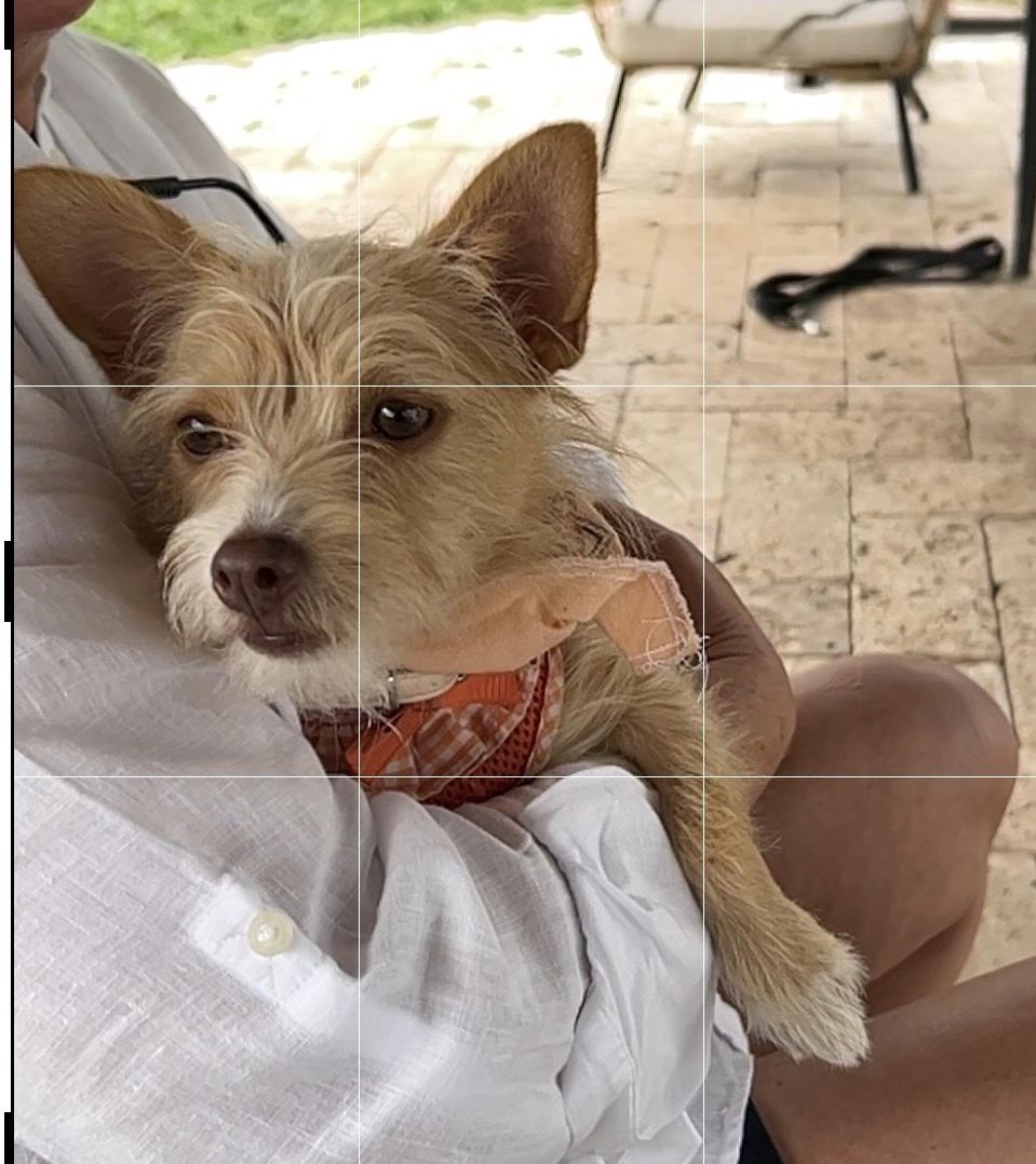 Enlarge Buttercup, a ADOPTABLE mixed breed in Lake Worth, FL image 4/5