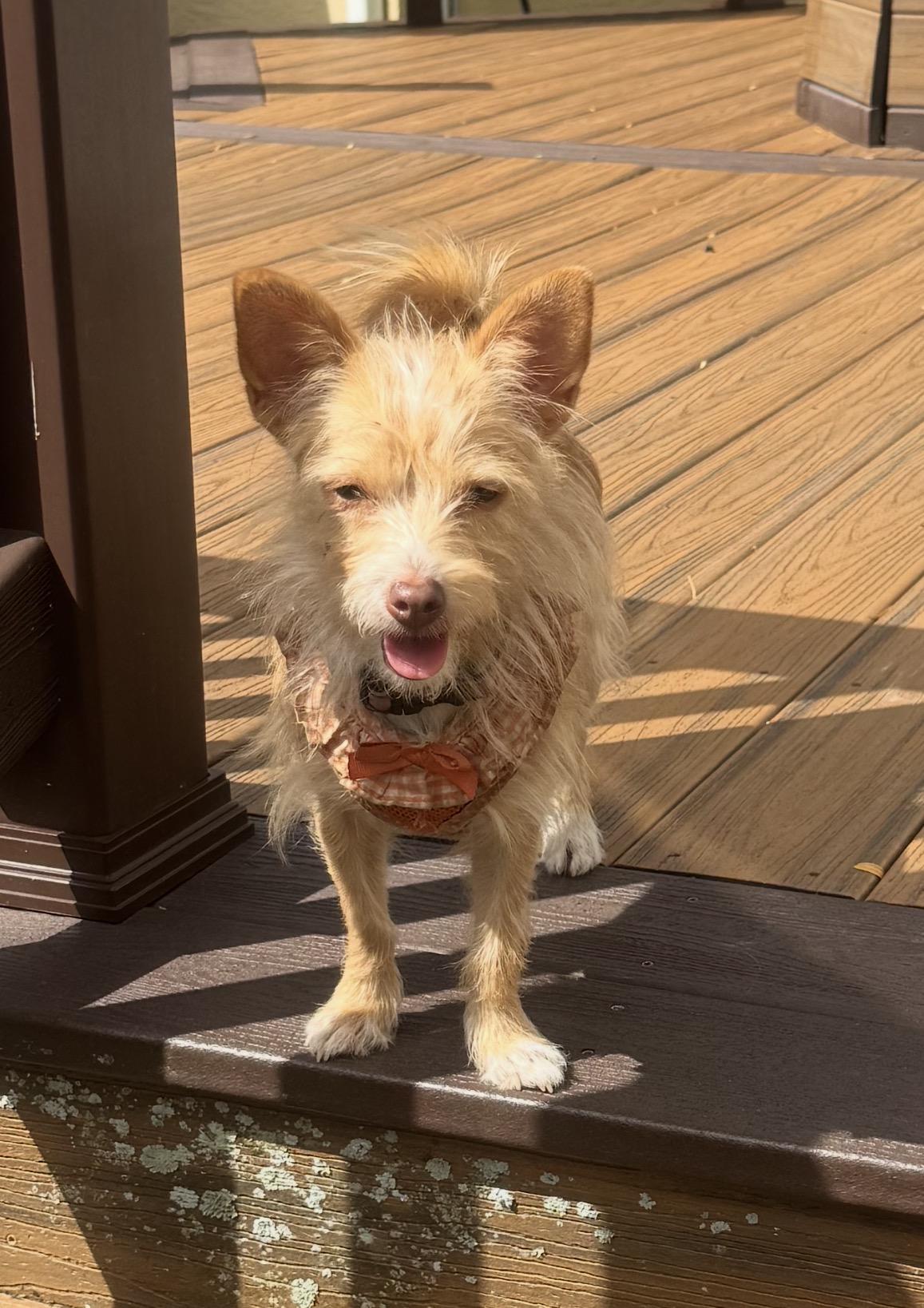 Buttercup, ADOPTABLE, Puppy Female Cairn Terrier.