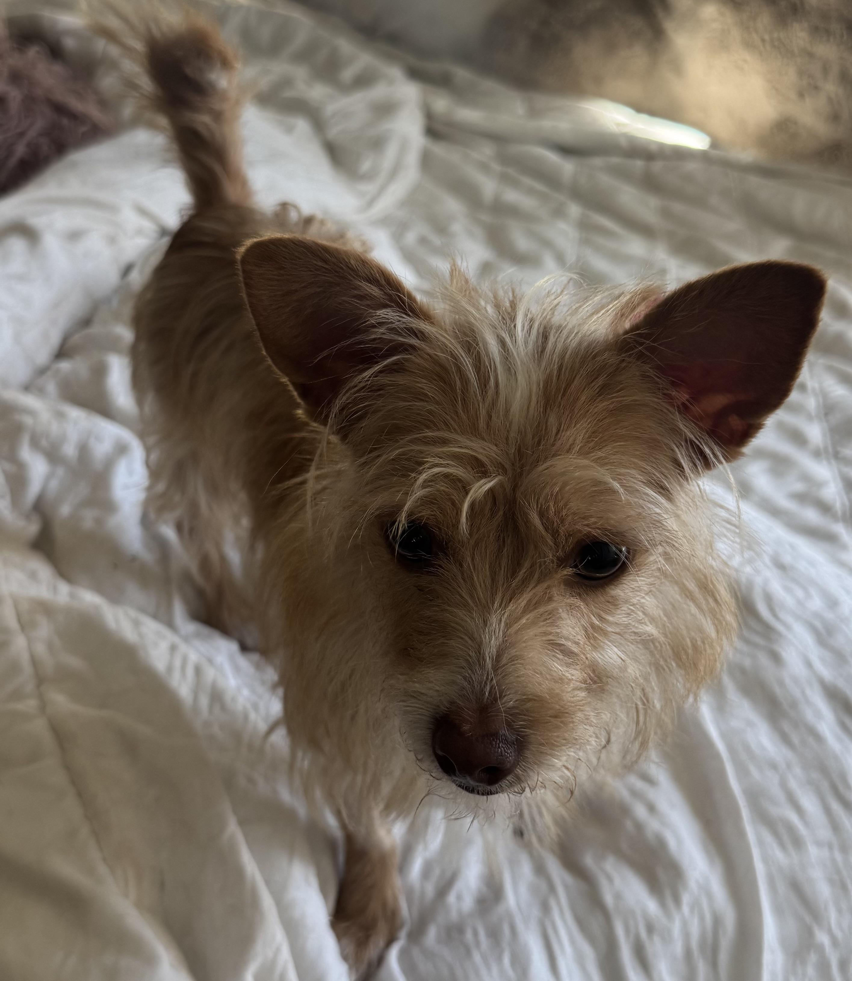 Buttercup, ADOPTABLE, Puppy Female Cairn Terrier.