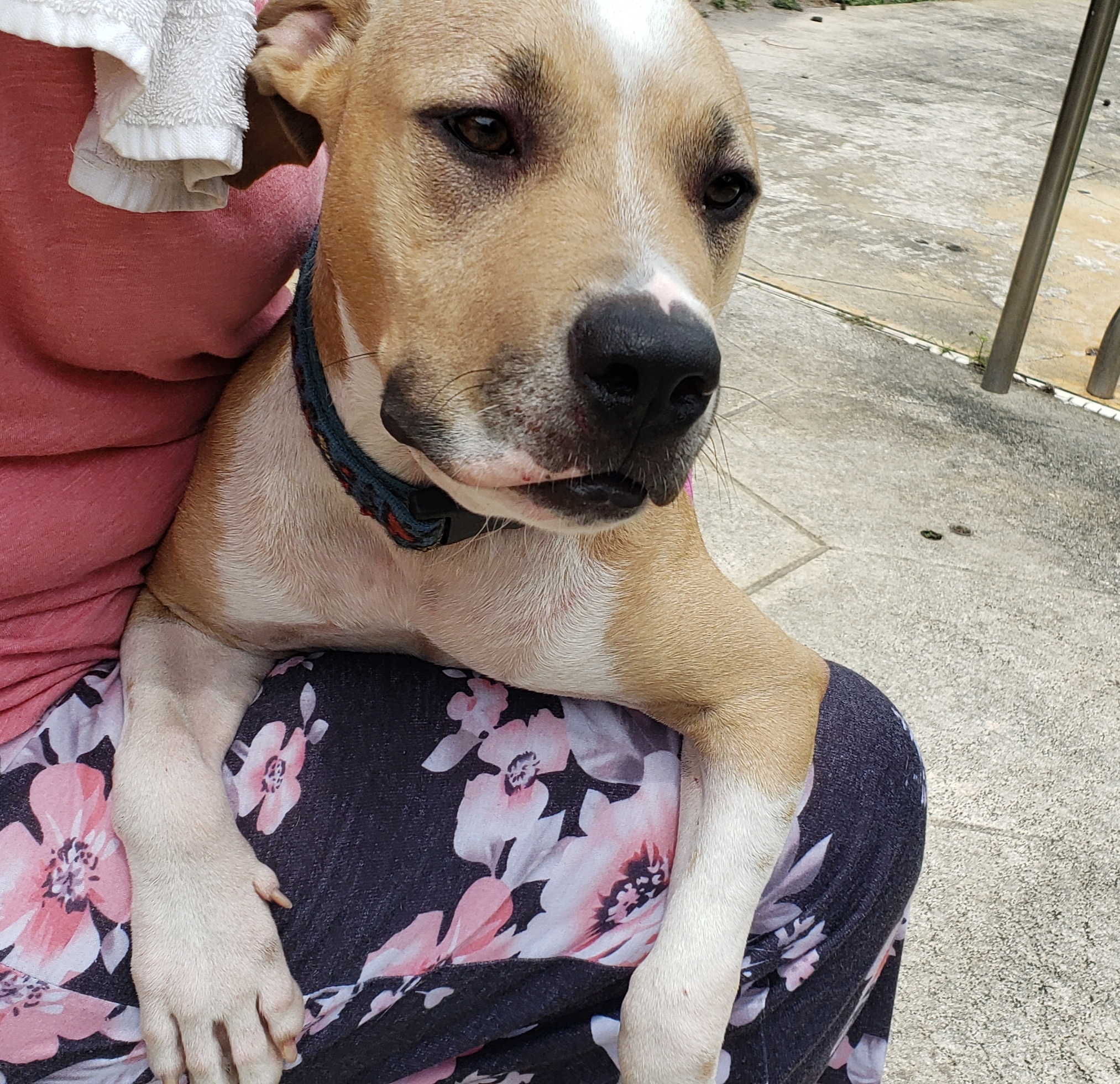 Lila (formerly Lulu at Broward), a Adoptable mixed breed in West Palm Beach, FL image 1/12