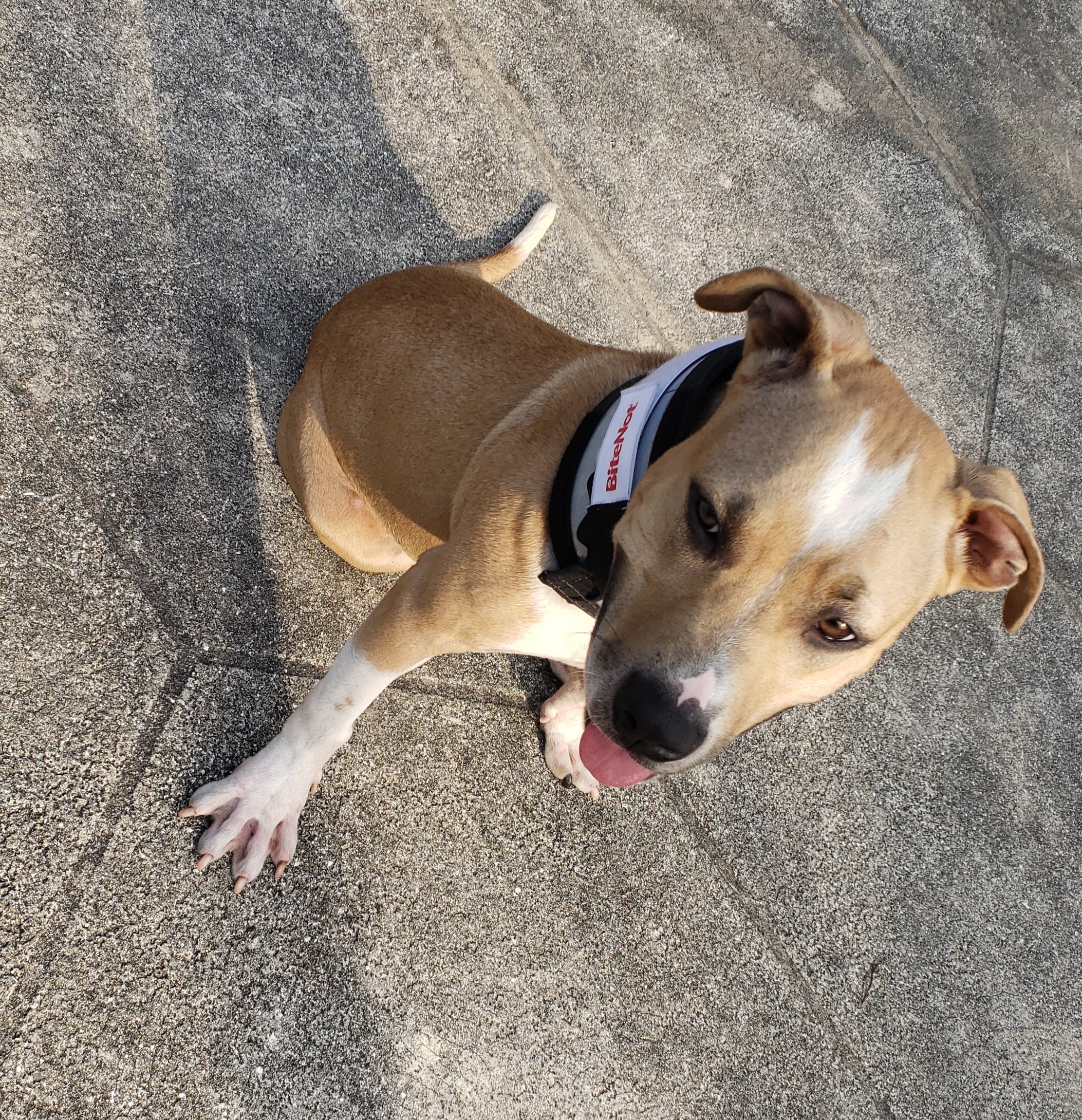 Lila (formerly Lulu at Broward), a Adoptable mixed breed in West Palm Beach, FL image 2/12