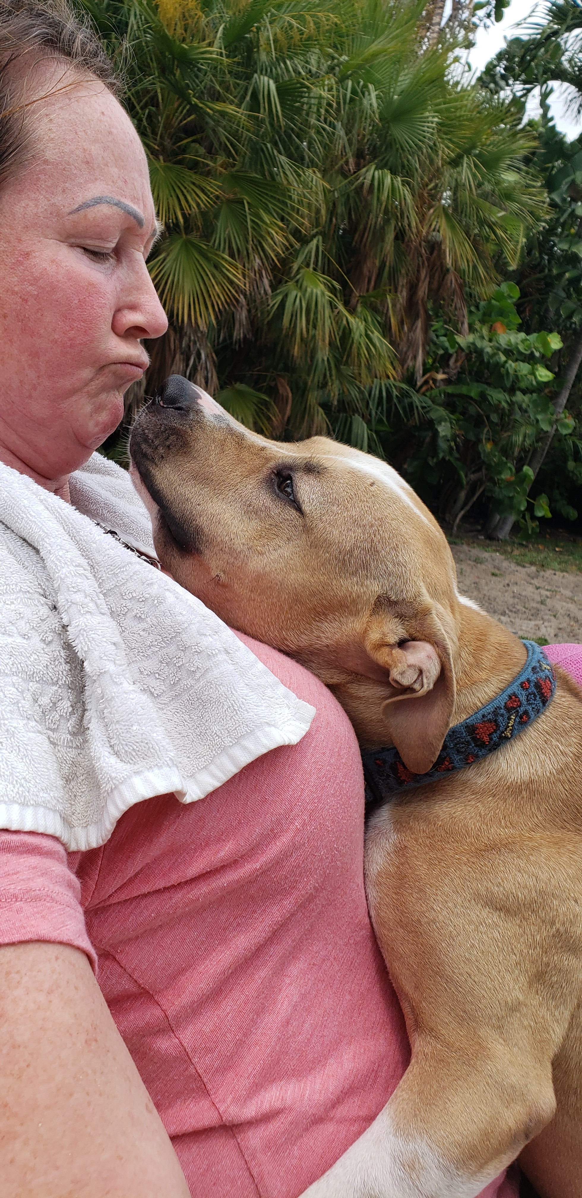 Lila (formerly Lulu at Broward), a Adoptable mixed breed in West Palm Beach, FL image 3/12