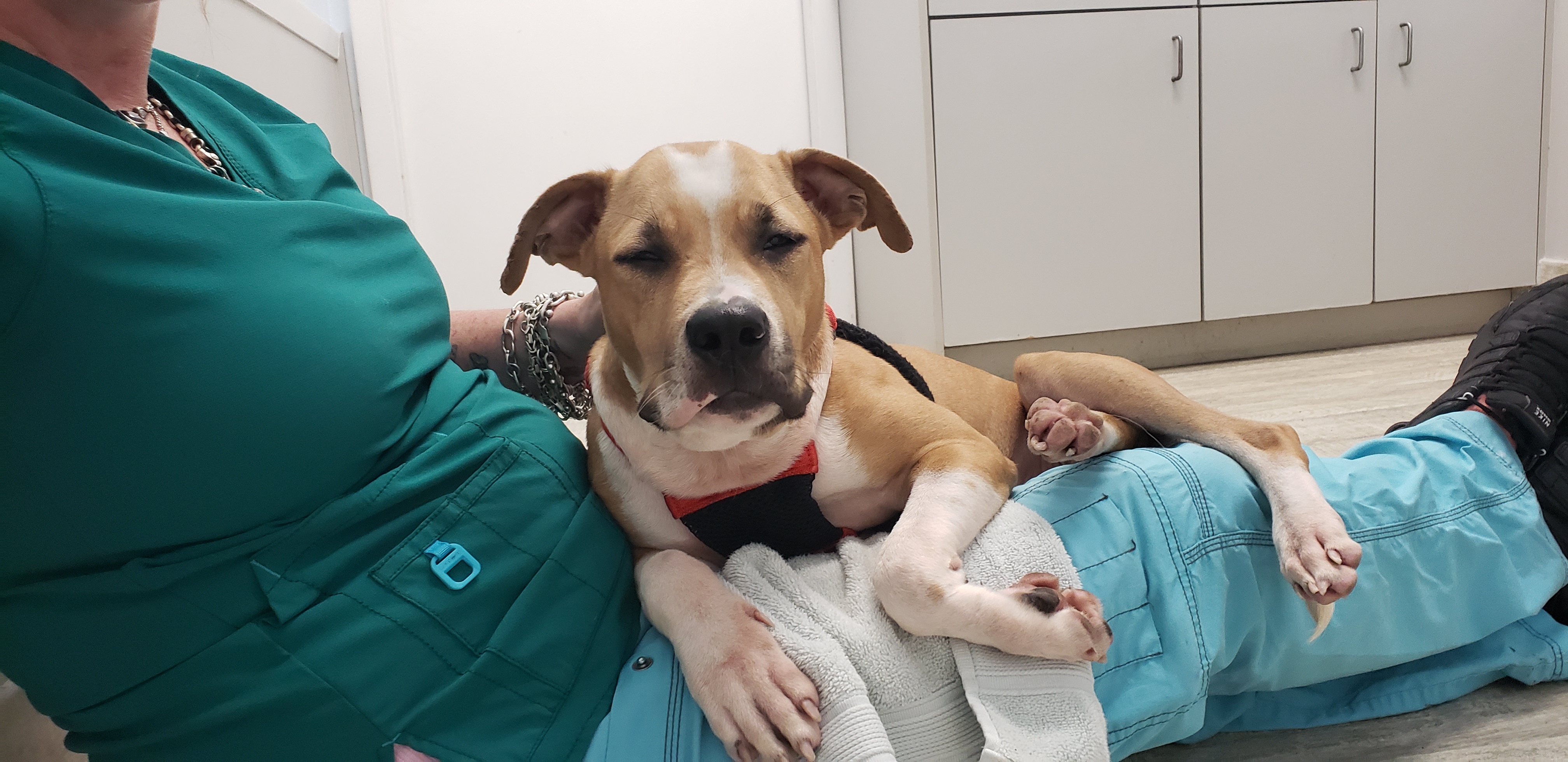 Lila (formerly Lulu at Broward), a Adoptable mixed breed in West Palm Beach, FL image 5/12