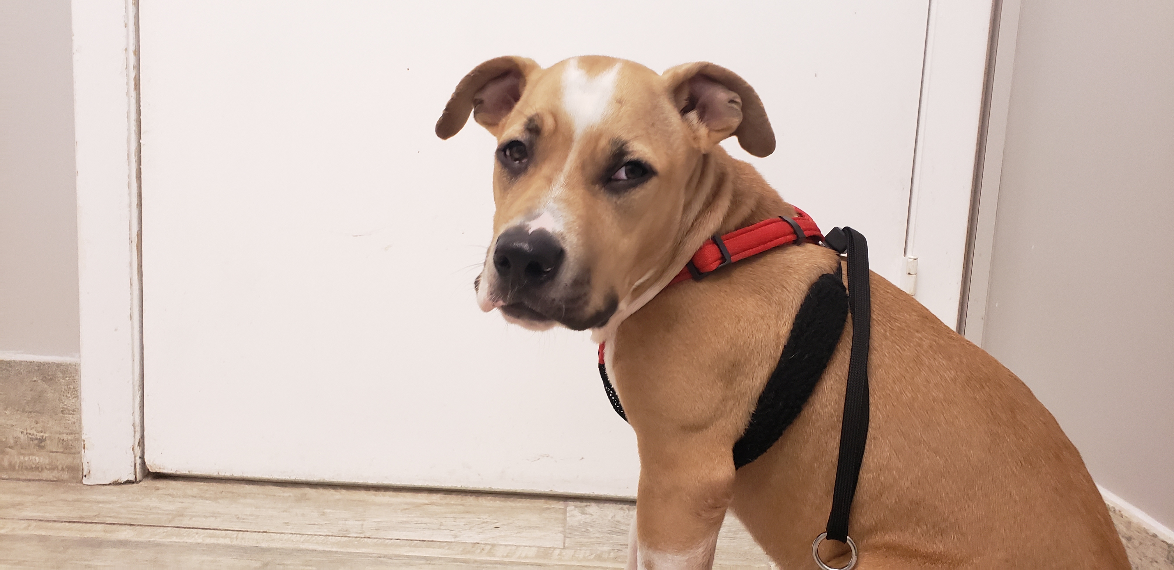 Lila (formerly Lulu at Broward), a Adoptable mixed breed in West Palm Beach, FL image 6/12