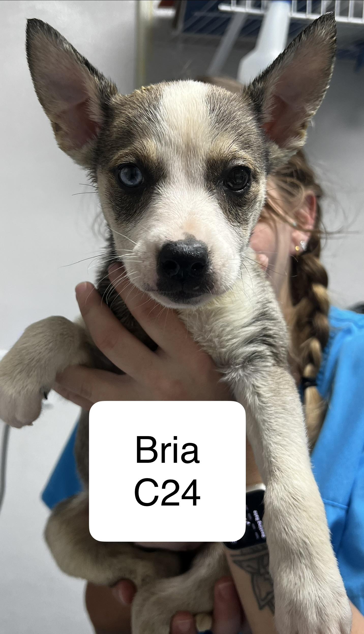 Bria, ADOPTABLE, Puppy Female Husky.