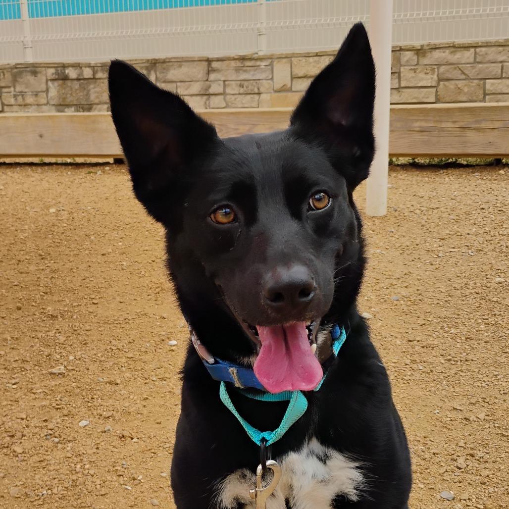 Astra, Adoptable, Adult Female Border Collie & Mixed Breed.