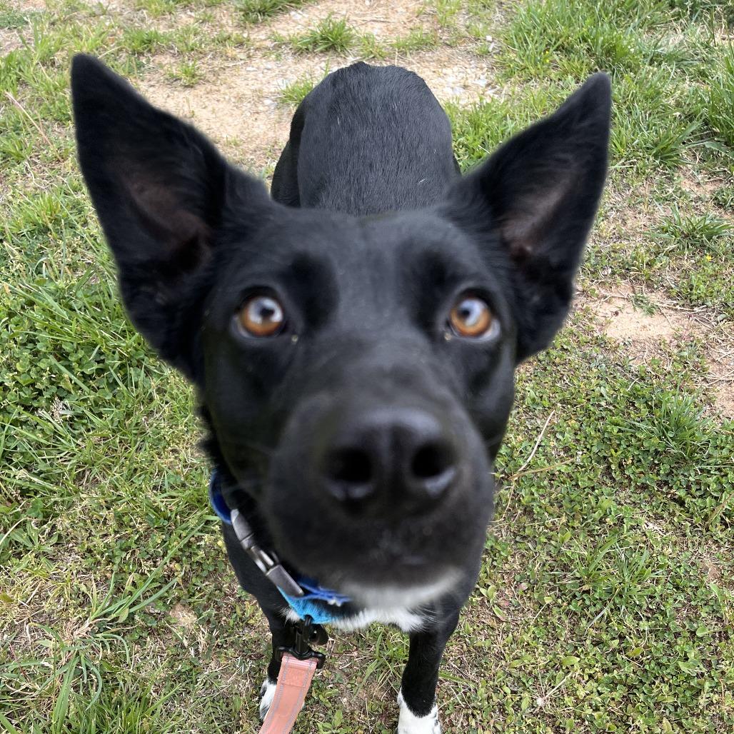 Enlarge Astra, a Adoptable mixed breed in Bentonville, AR image 2/5