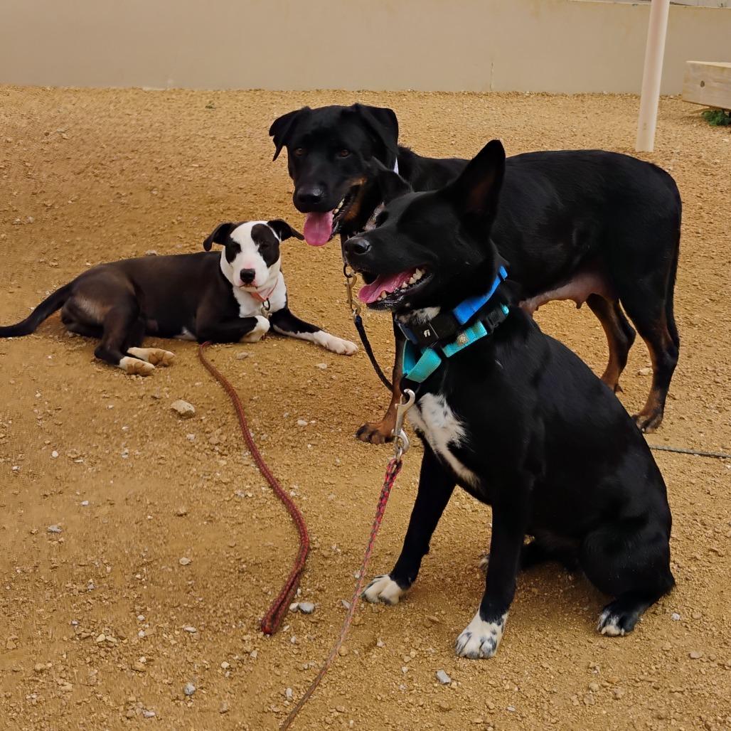 Enlarge Astra, a Adoptable mixed breed in Bentonville, AR image 3/5