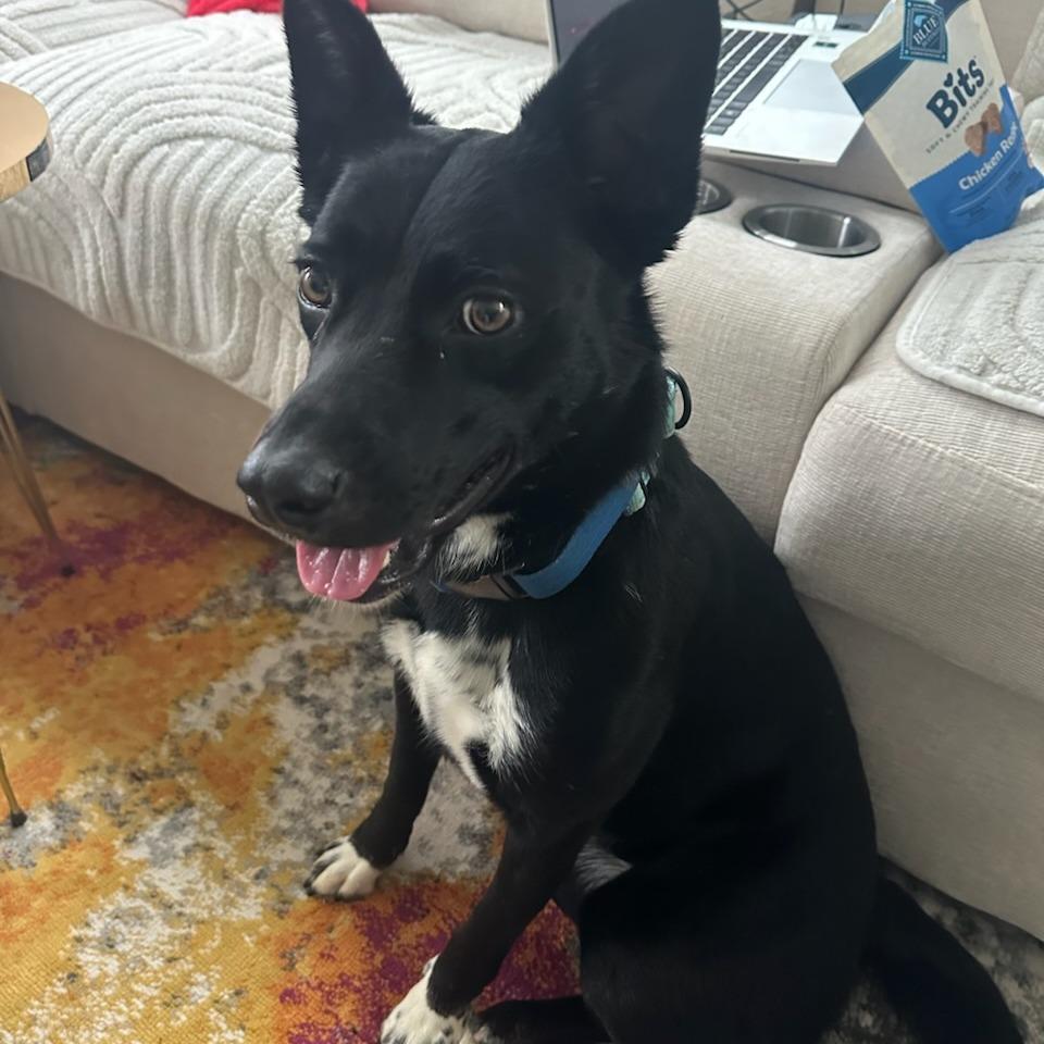 Enlarge Astra, a Adoptable mixed breed in Bentonville, AR image 4/5