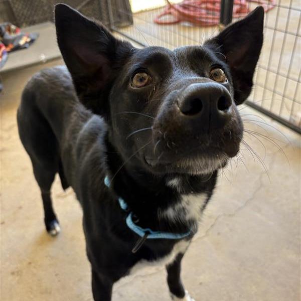 Enlarge Astra, a Adoptable mixed breed in Bentonville, AR image 5/5