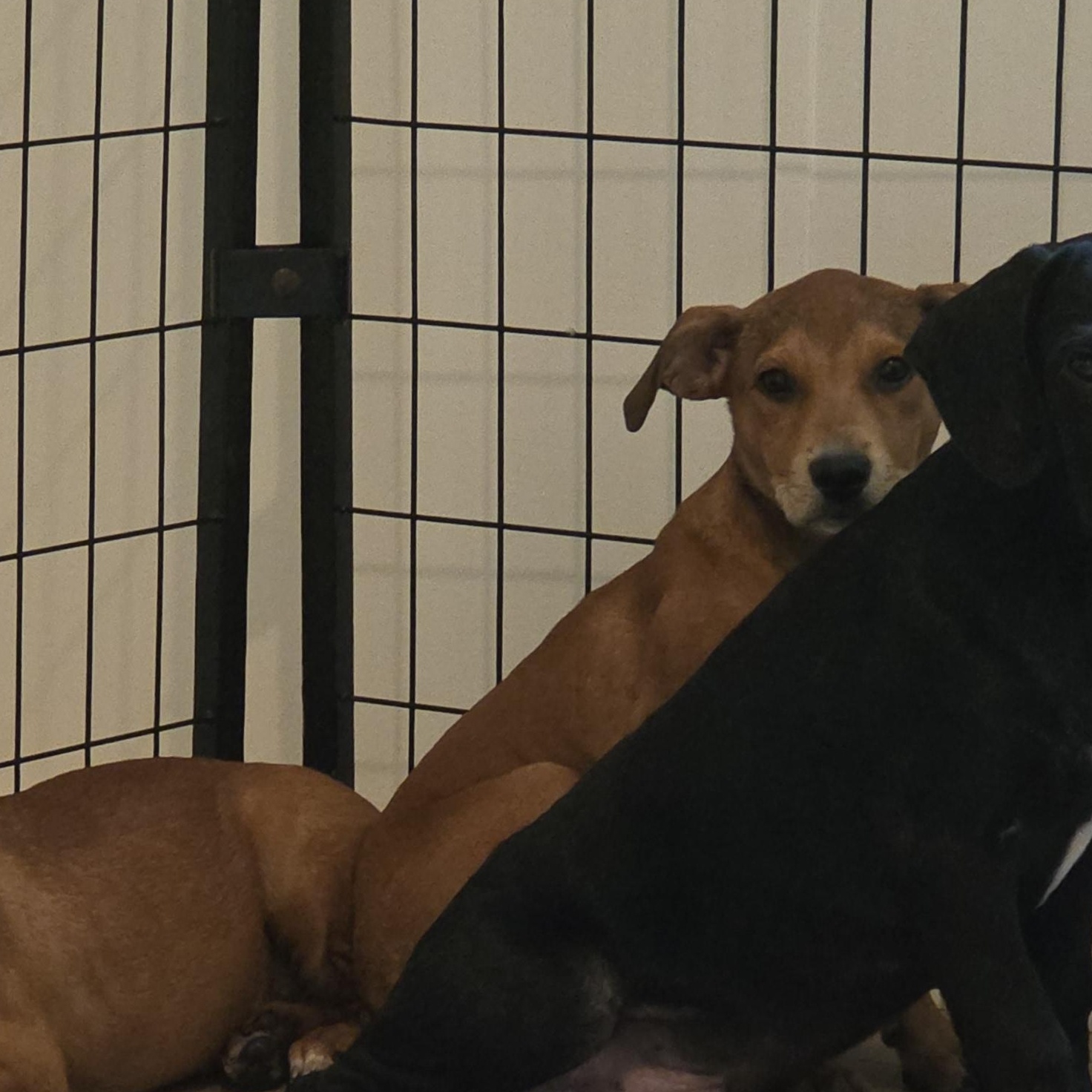 Enlarge Ally, a Adoptable mixed breed in PENSACOLA, FL image 3/5