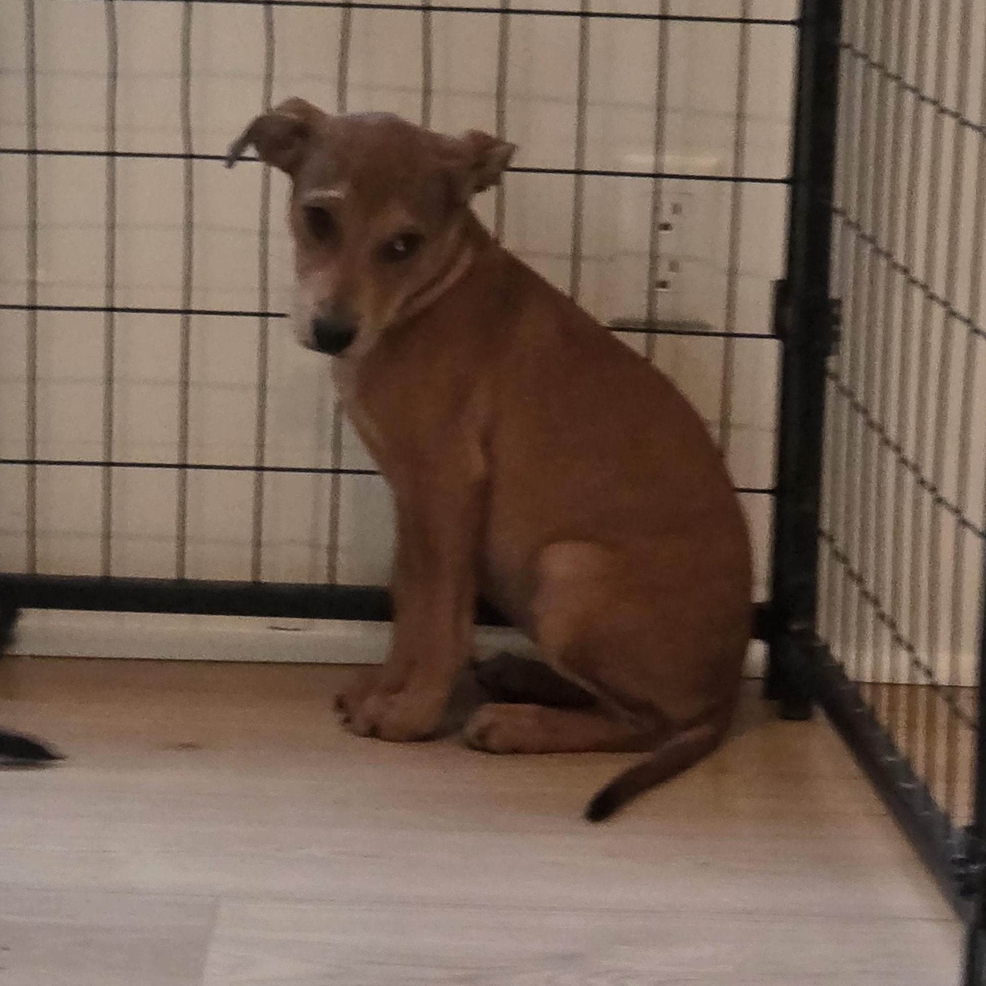 Enlarge Ally, a Adoptable mixed breed in PENSACOLA, FL image 2/5