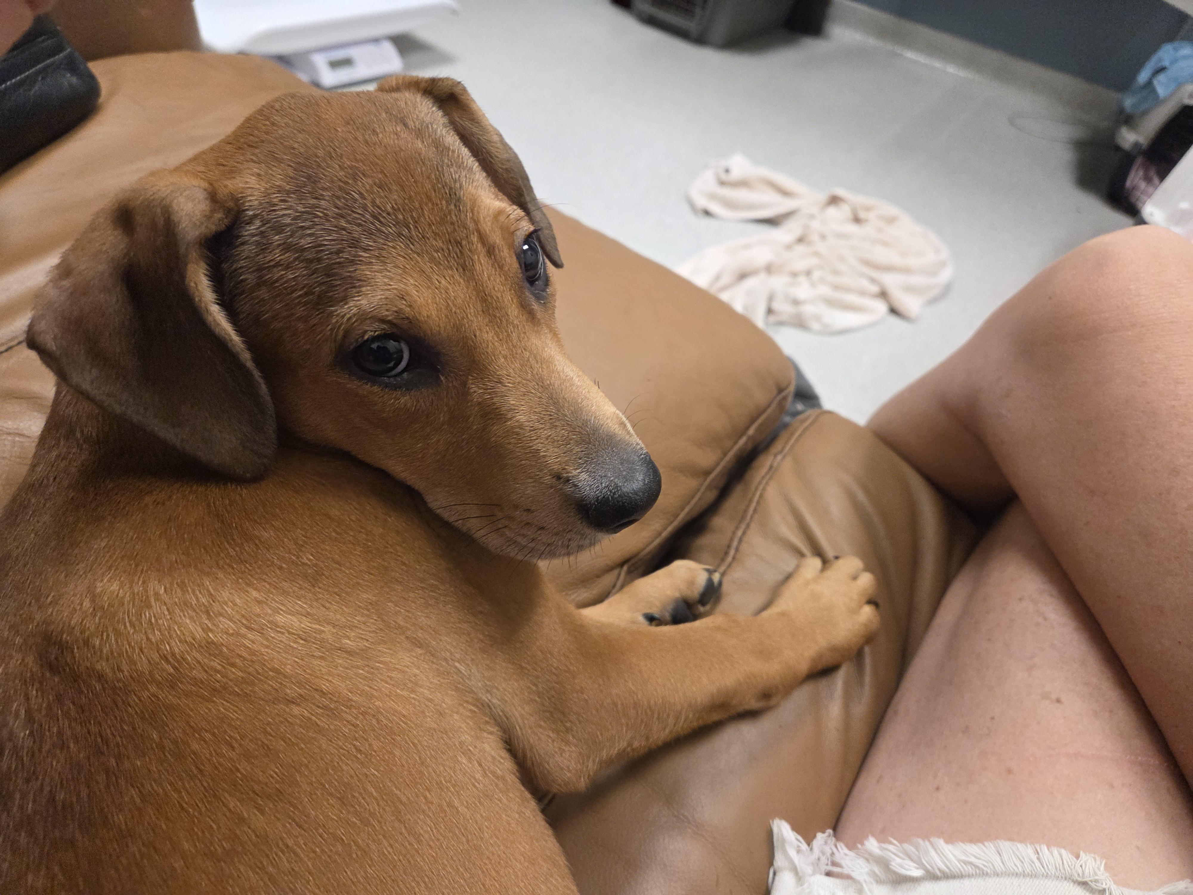Enlarge Ally, a Adoptable mixed breed in PENSACOLA, FL image 1/5