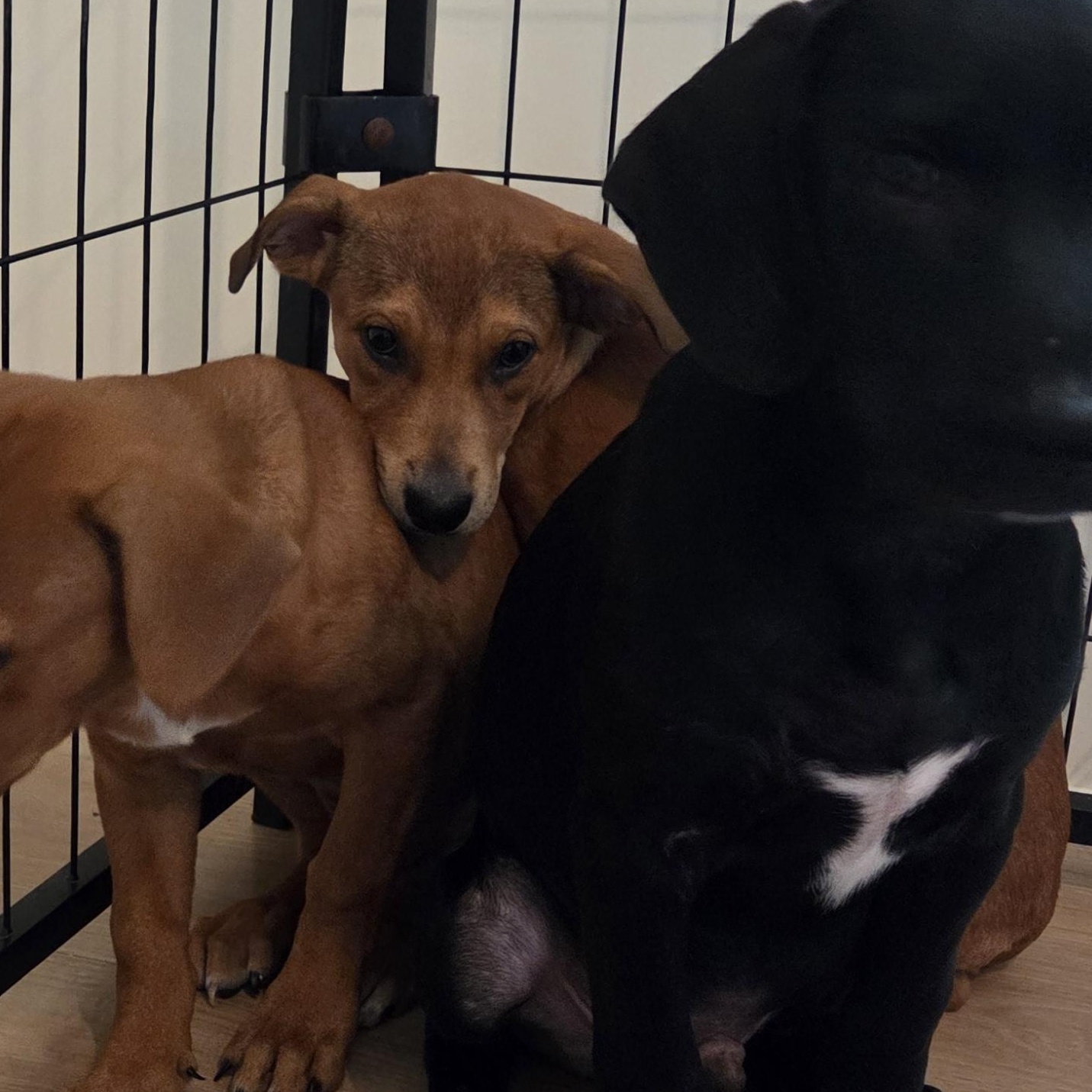 Enlarge Ally, a Adoptable mixed breed in PENSACOLA, FL image 5/5