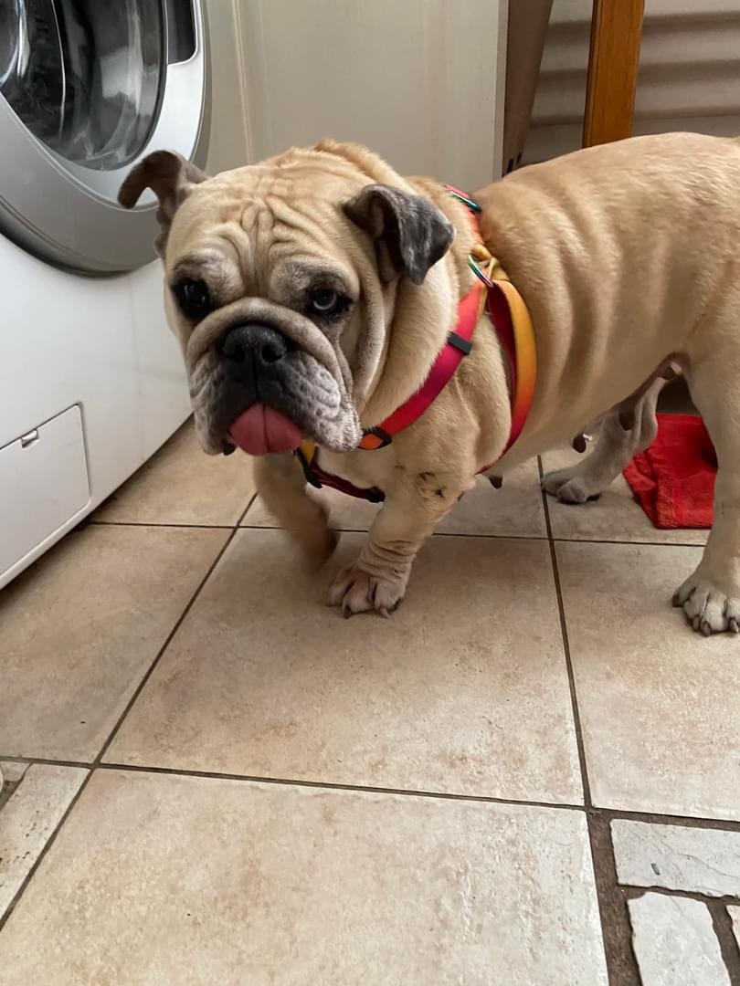 Daisy, Adult Female English Bulldog