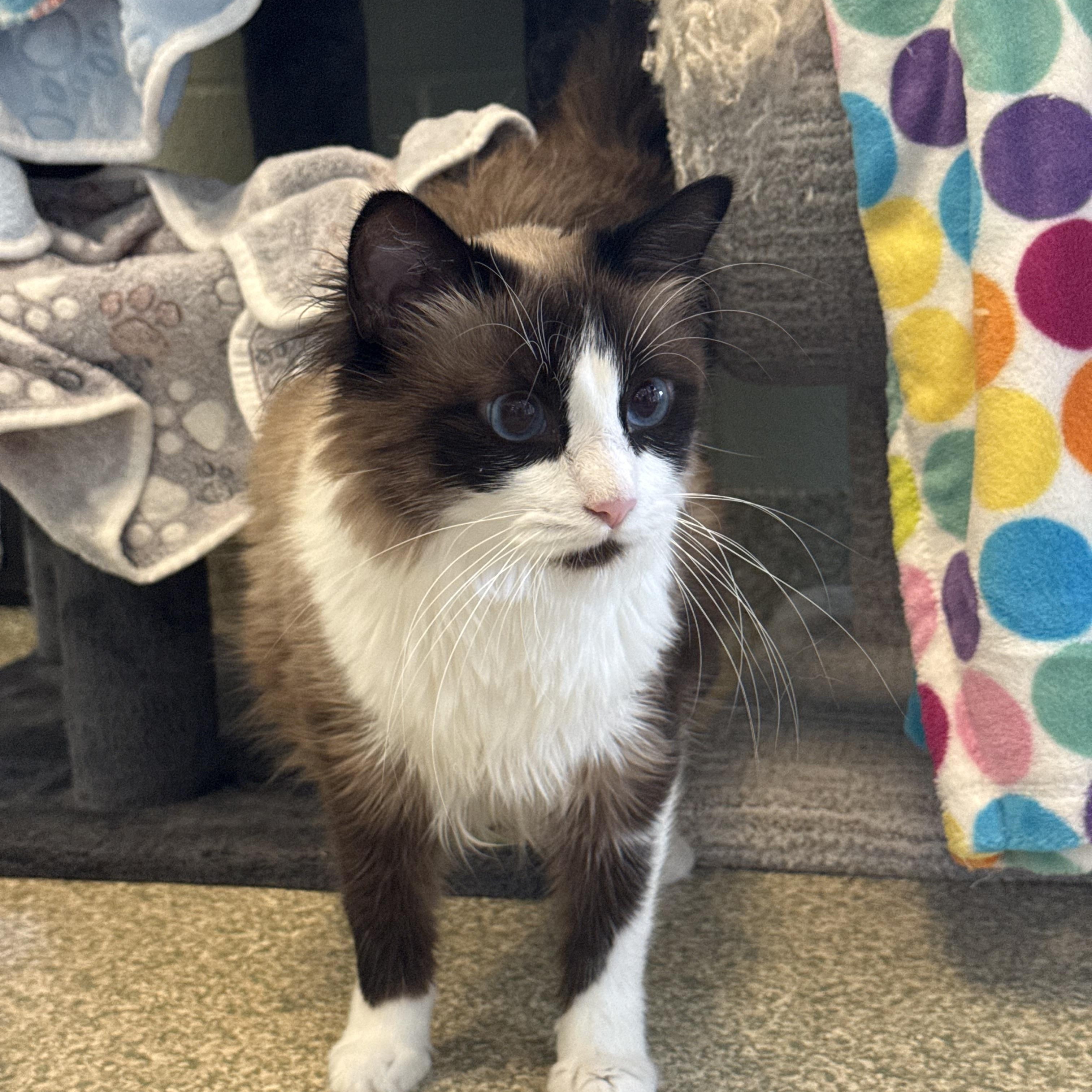 Enlarge Silky, an adopted Domestic Medium Hair in Brownsville, VT image 1/1