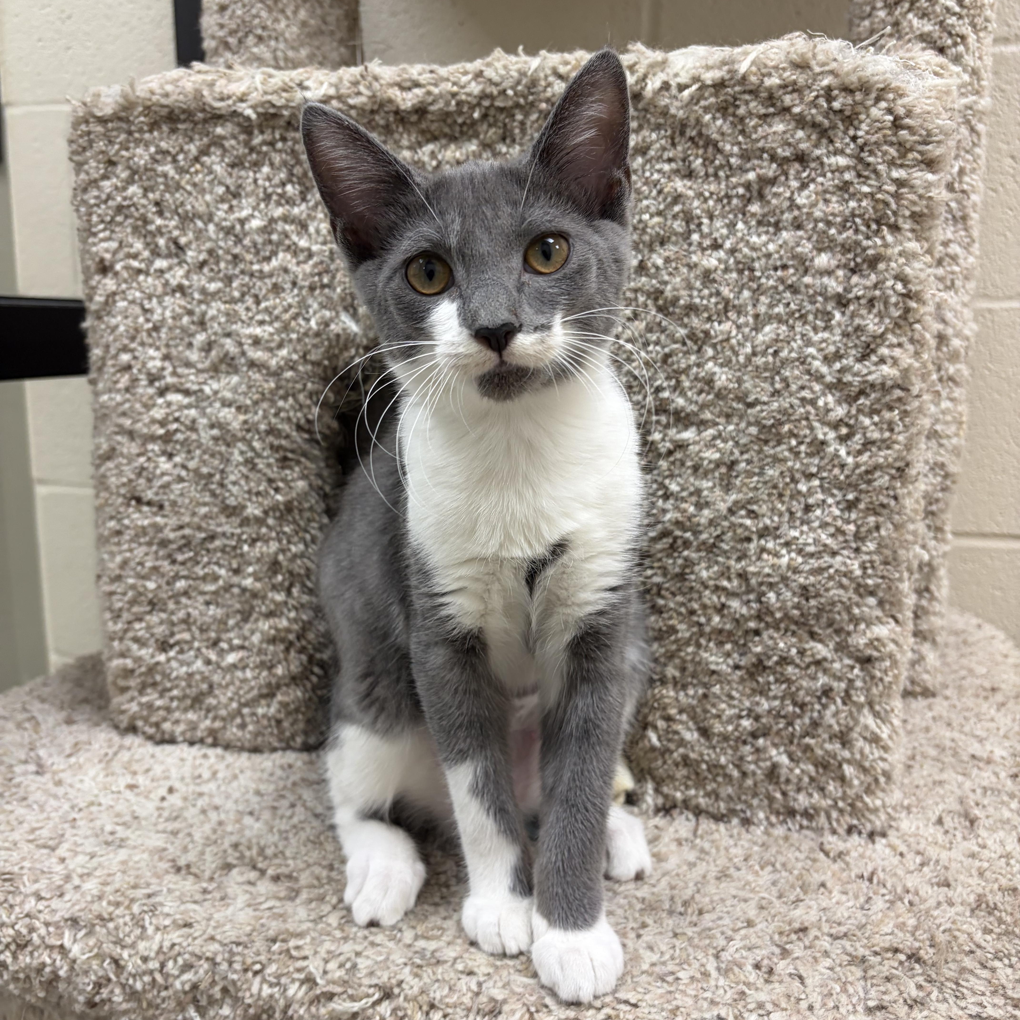 Honeydew, adopted, Young Female Domestic Short Hair.