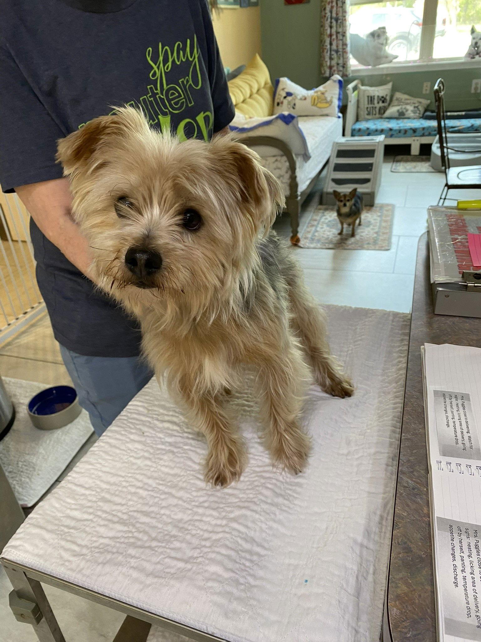 Enlarge Dexter (STRAY - NOT YET AVAILABLE), a Adoptable Yorkshire Terrier in Benton, LA image 1/1