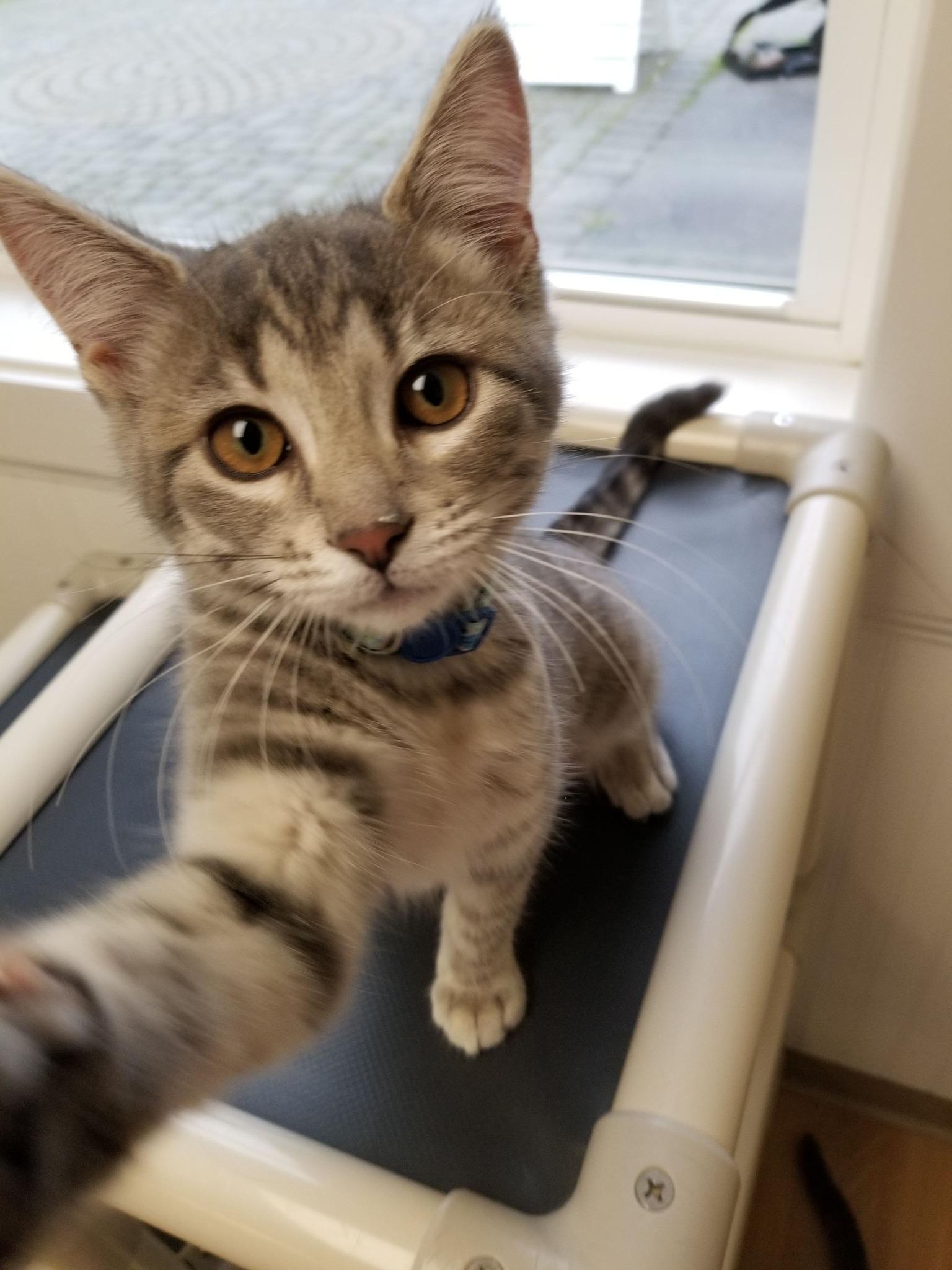 Sabrina, ADOPTABLE, Kitten Female Tabby & Domestic Short Hair.
