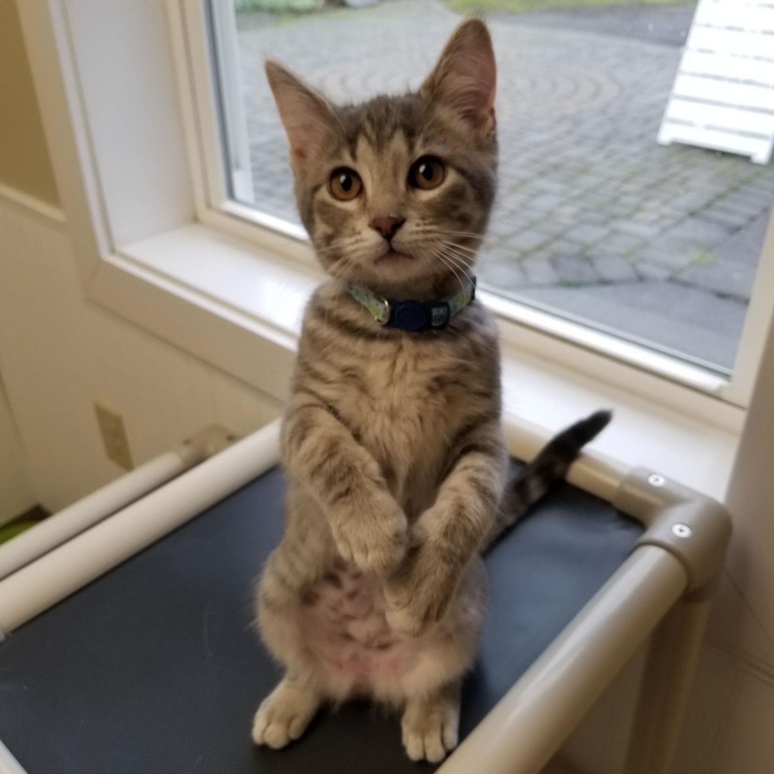 Enlarge Sabrina, a ADOPTABLE mixed breed in Montour Falls, NY image 3/3
