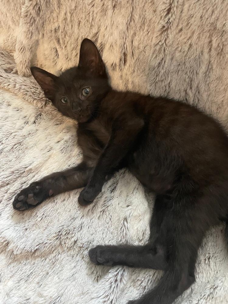 Snarky, Adoptable, Kitten Male Domestic Short Hair.