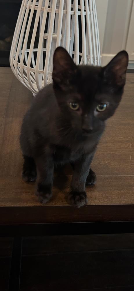 Snarky, a Adoptable mixed breed in Wilmington, NC image 2/3