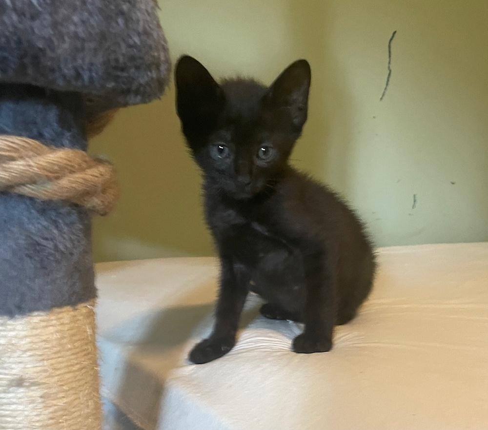 Snarky, a Adoptable mixed breed in Wilmington, NC image 3/3