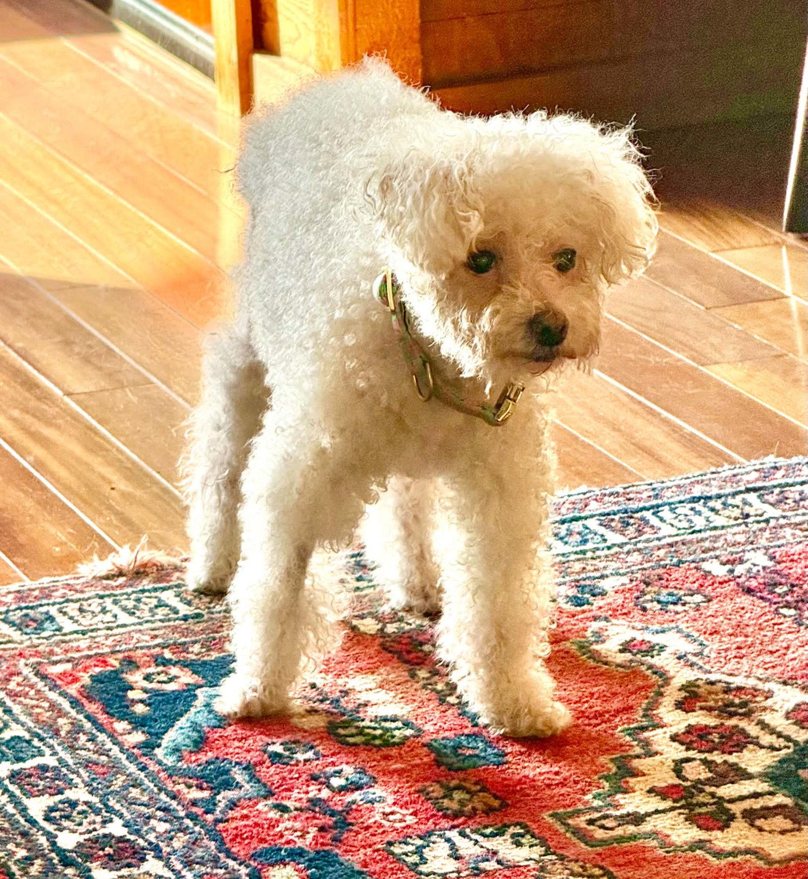 Lady Carpenter, Adoptable, Senior Female Bichon Frise & Poodle.