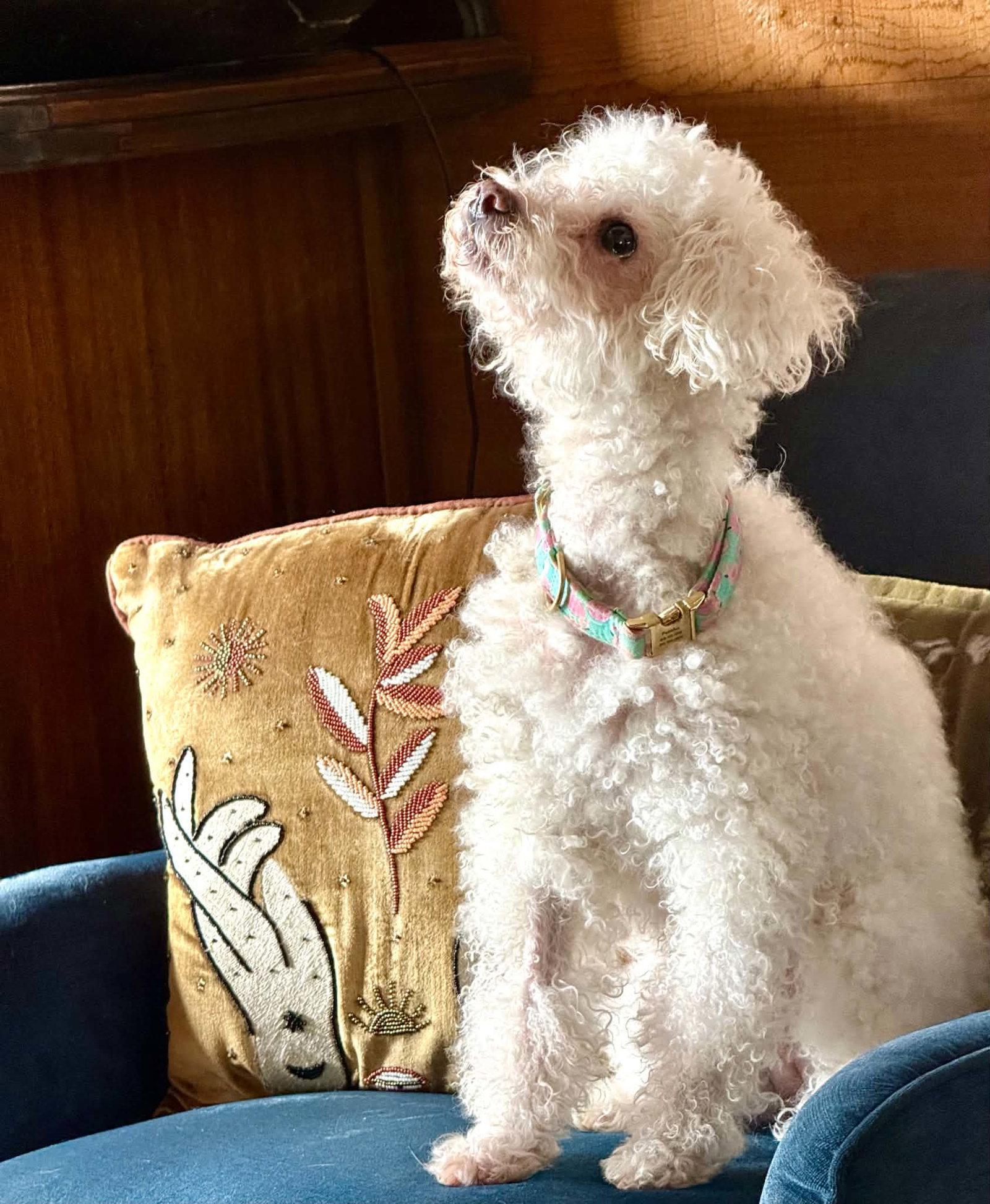 Enlarge Lady Carpenter, a Adoptable mixed breed in Escondido, CA image 3/3