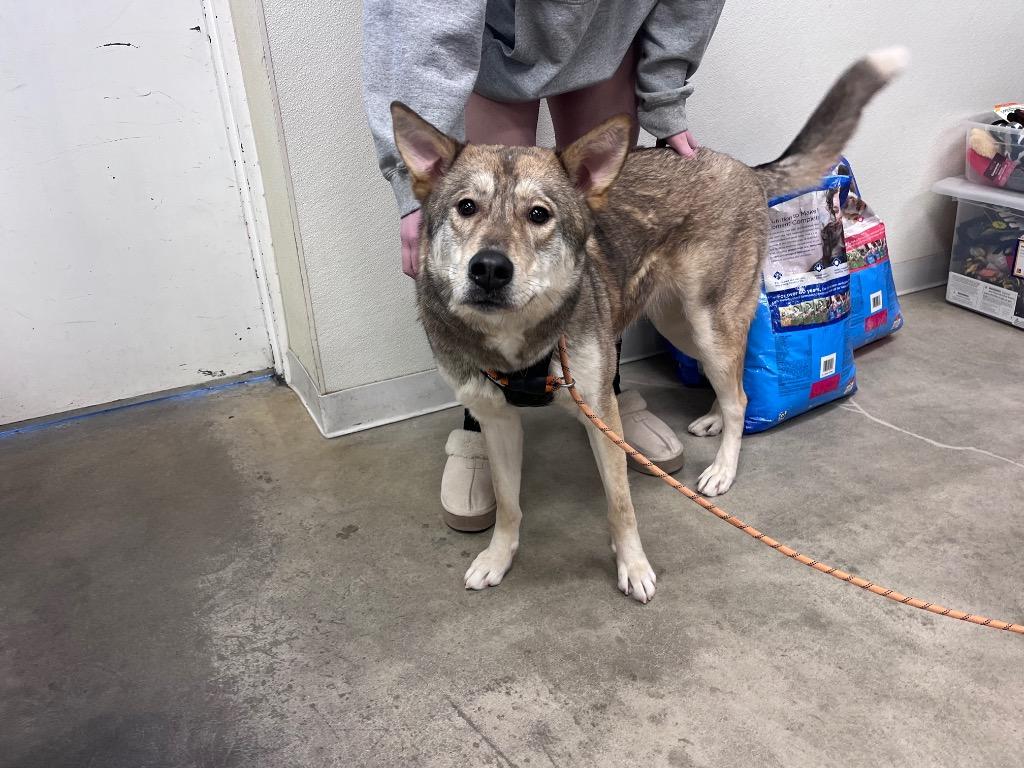 Bingo(Akita), Adoptable, Young Female Husky & German Shepherd Dog.