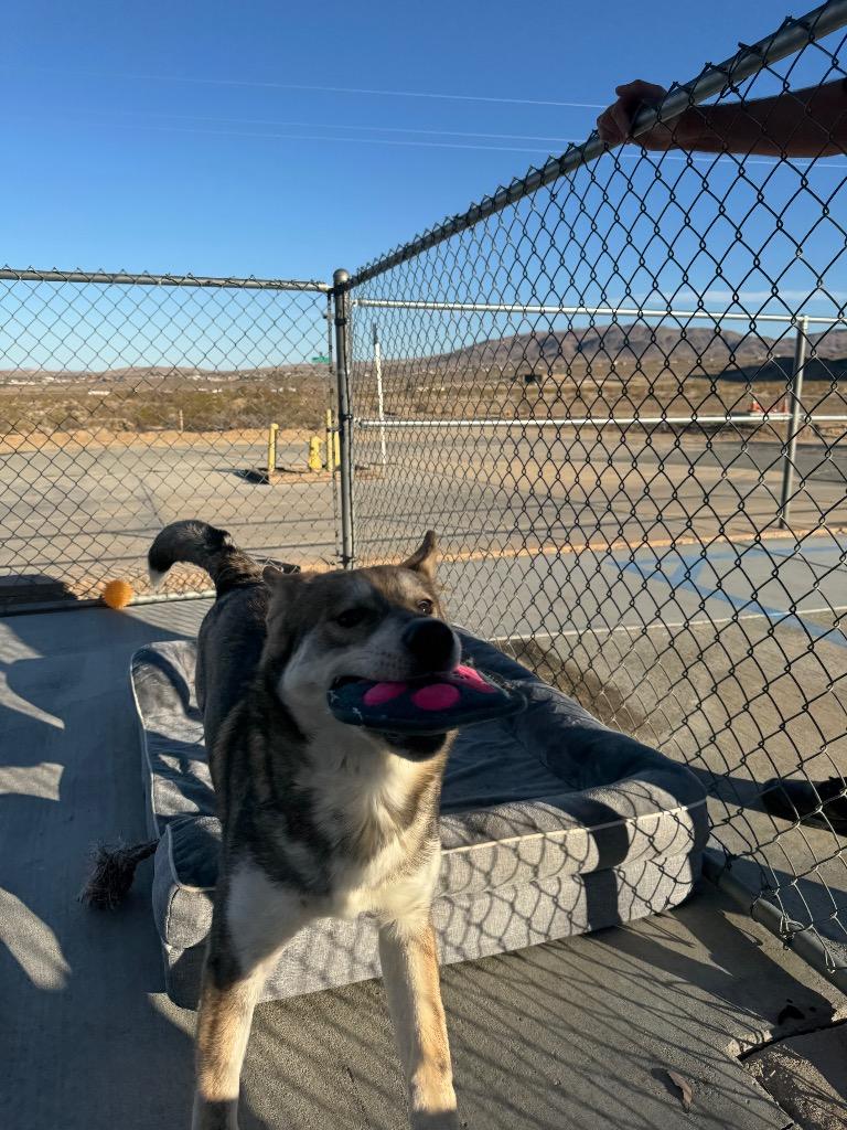 Enlarge Bingo(Akita), a Adoptable mixed breed in Twentynine Palms, CA image 3/6