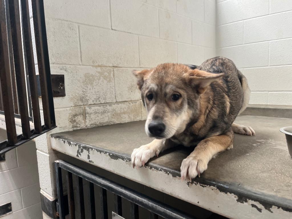 Enlarge Bingo(Akita), a Adoptable mixed breed in Twentynine Palms, CA image 4/6