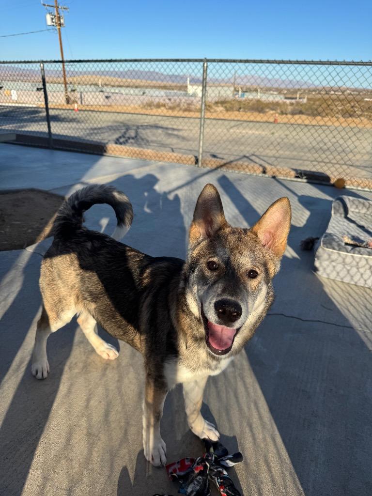 Enlarge Bingo(Akita), a Adoptable mixed breed in Twentynine Palms, CA image 6/6