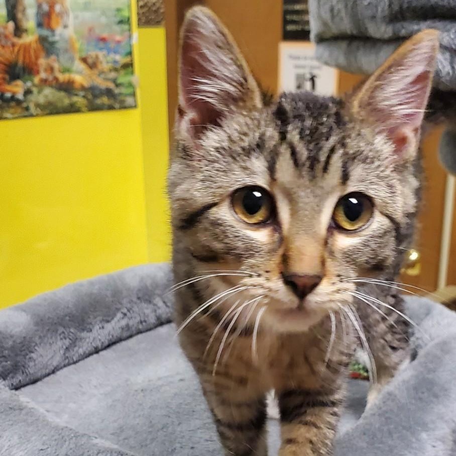 Bella Bella, a ADOPTABLE Domestic Short Hair in Spokane, WA image 1/2