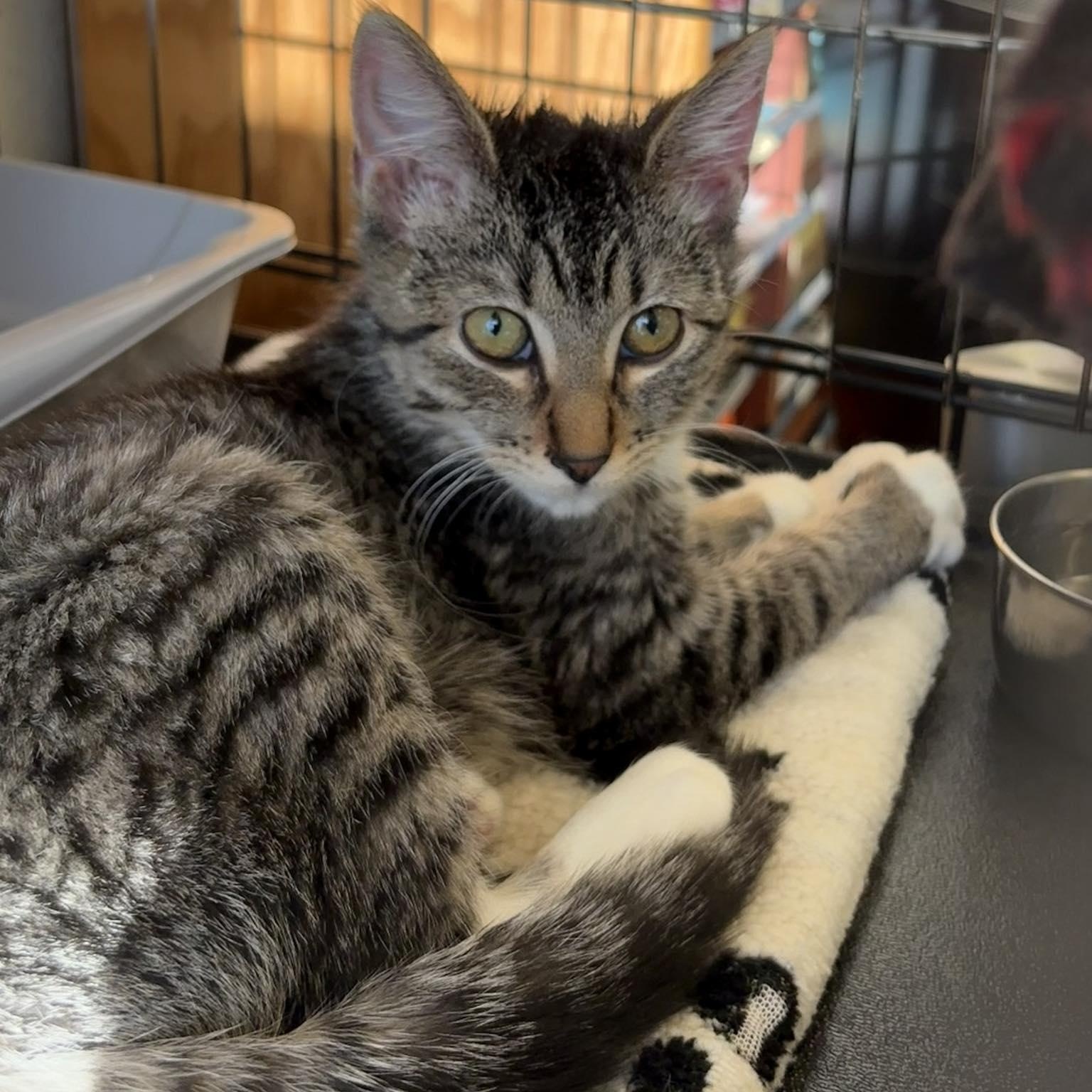 Bella Bella, a ADOPTABLE Domestic Short Hair in Spokane, WA image 2/2