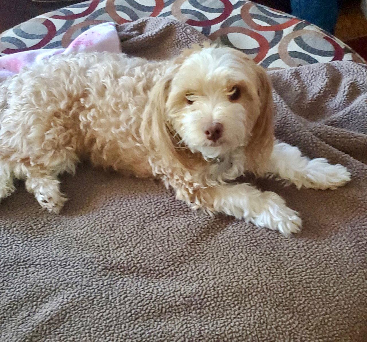 Honey, Adopted, Young Female Cocker Spaniel & Shih Tzu.