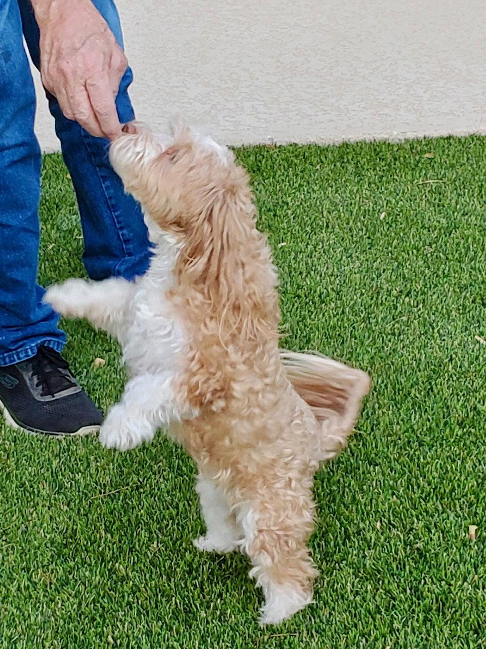 Enlarge Honey, a Adopted mixed breed in Glendale, AZ image 2/3
