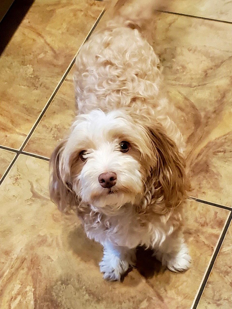 Enlarge Honey, a Adopted mixed breed in Glendale, AZ image 3/3