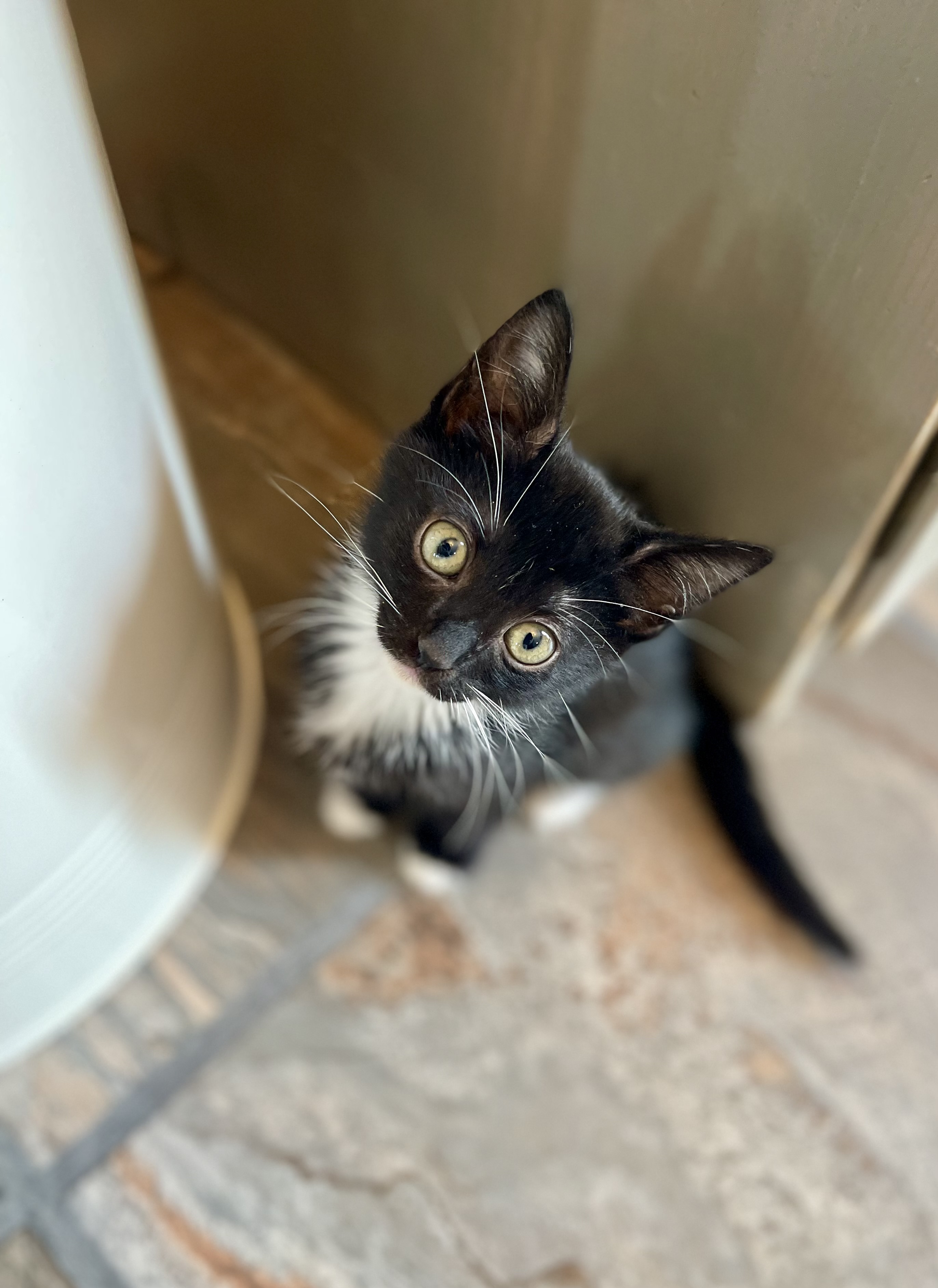 Olive, an adopted Domestic Short Hair in Hedgesville, WV_image-1