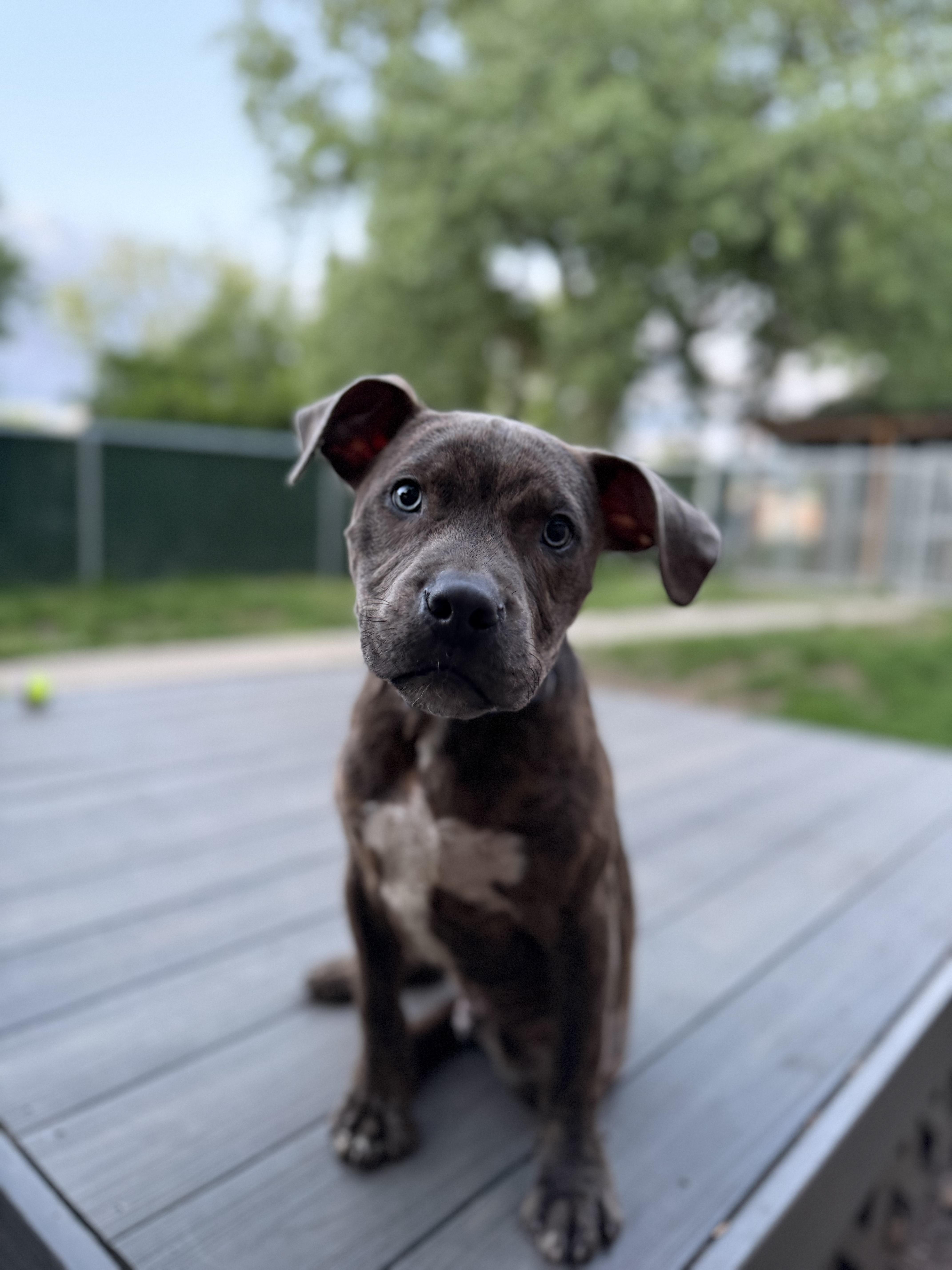 Frankie, ADOPTABLE, Puppy Male Mixed Breed.